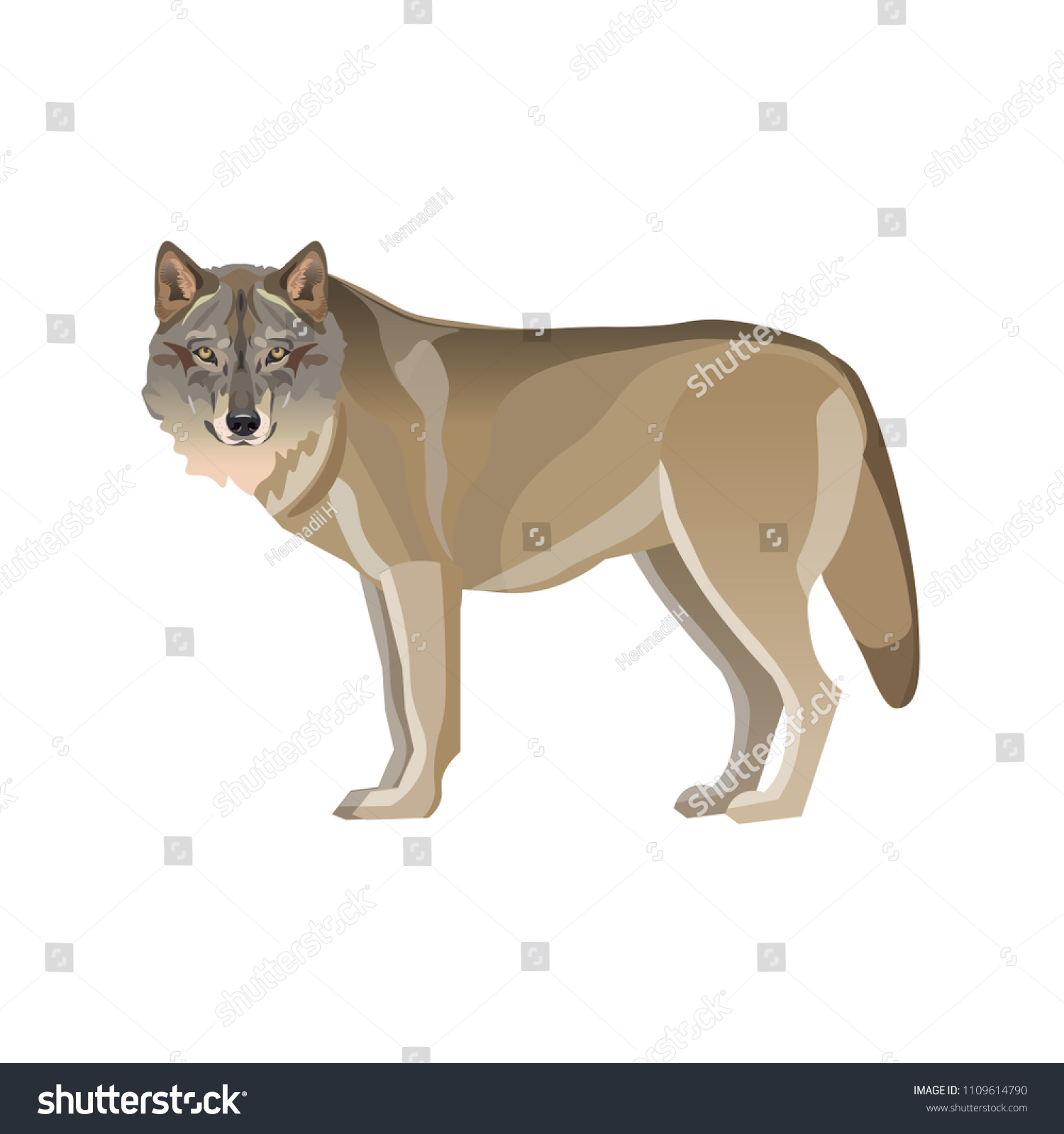 Gray wolf standing. Vector illustration isolated - Royalty Free Stock ...