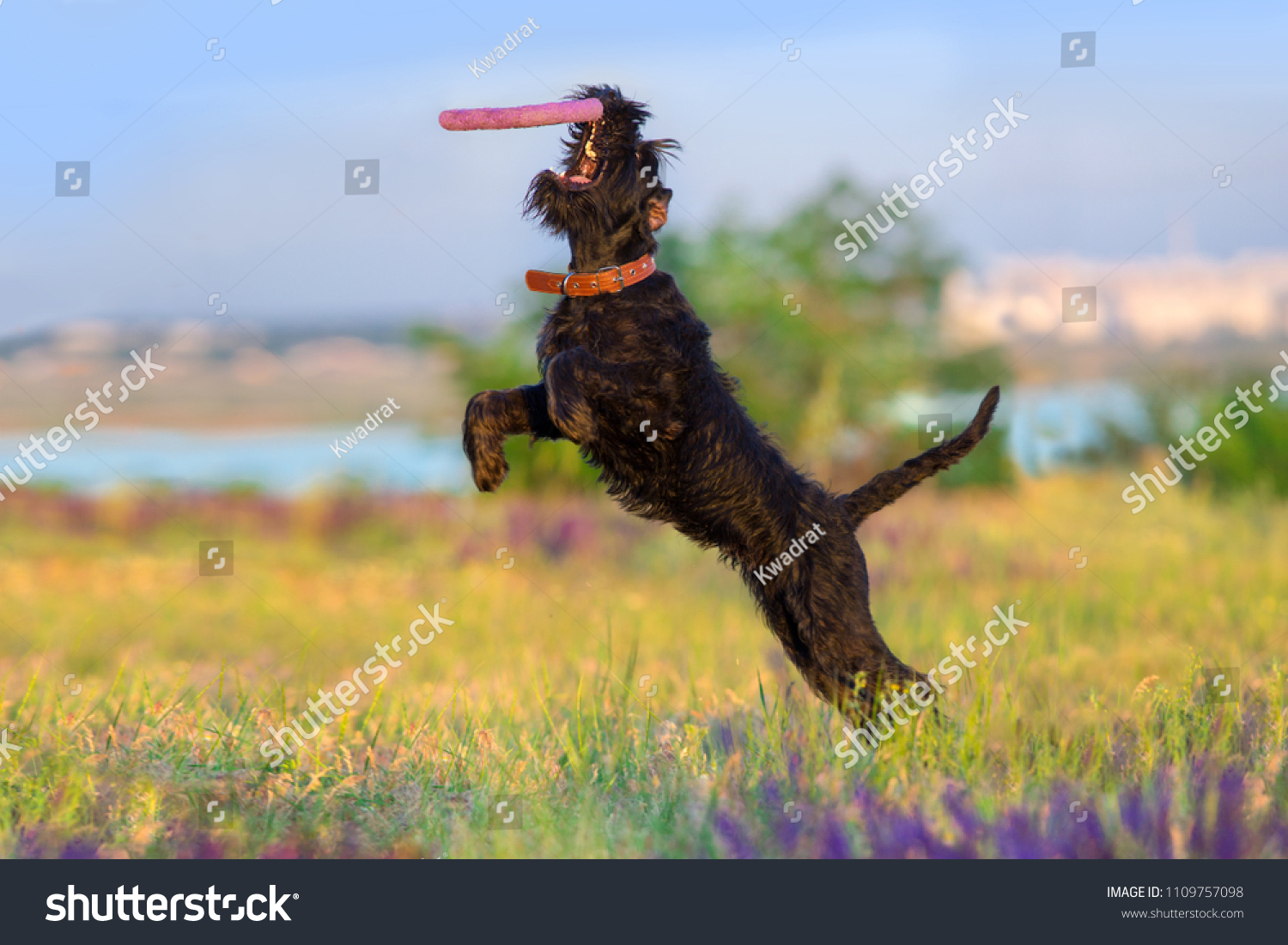 Schnauzer dog jump and run in salvia flowers field #1109757098