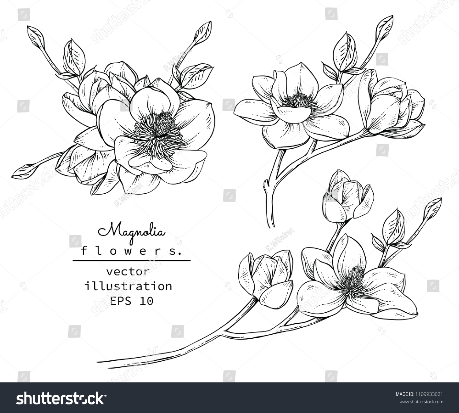Sketch Floral Botany Collection. Magnolia flower drawings. Black and white with line art on white backgrounds. Hand Drawn Botanical Illustrations.Vector. #1109933021