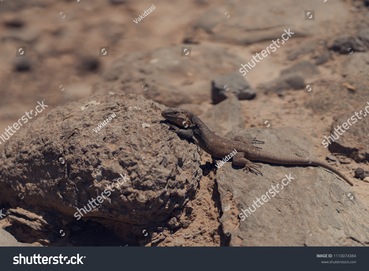 the lizard sits on a rock #1110074384