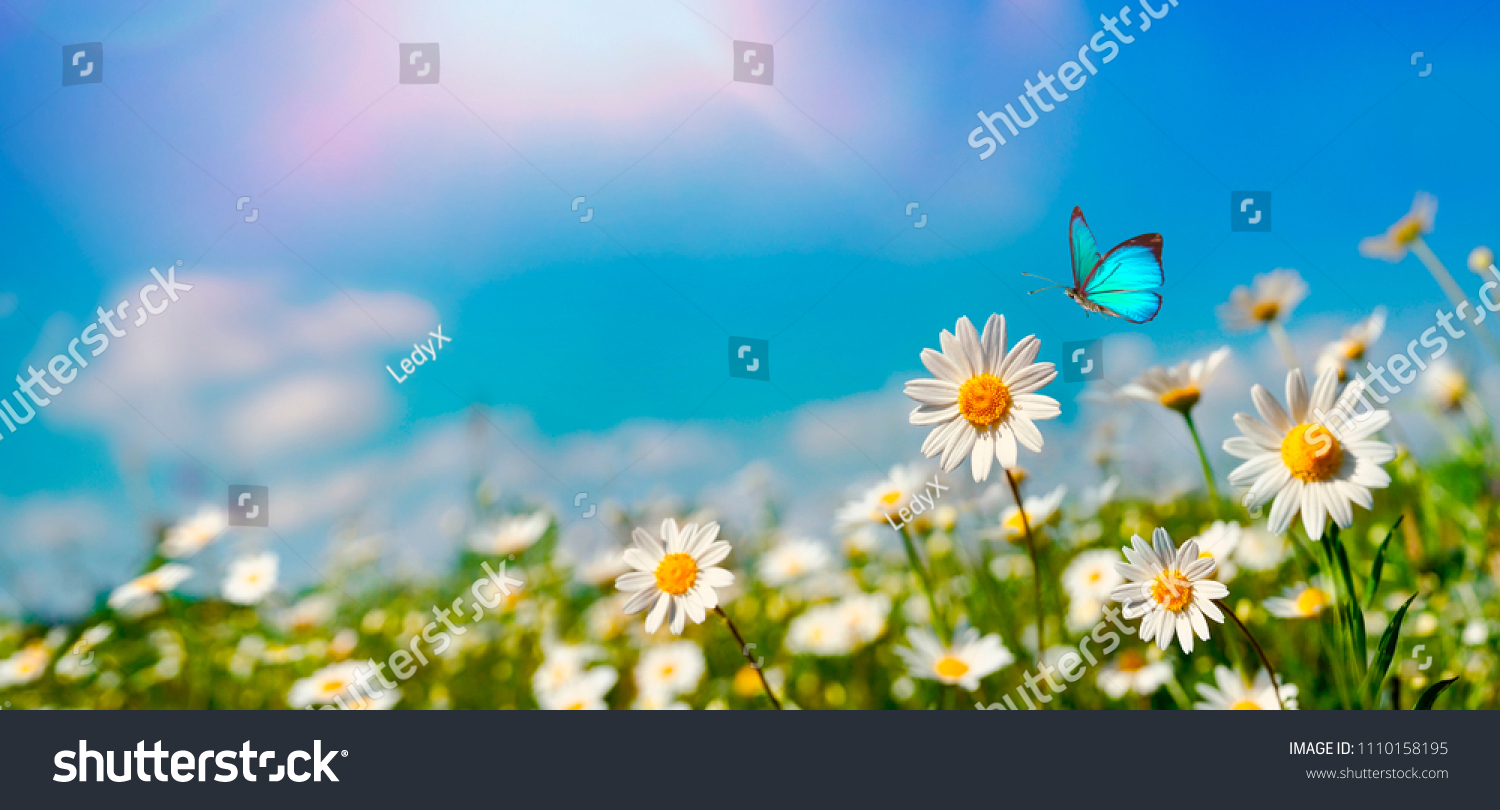 Chamomiles daisies macro in summer spring field on background blue sky with sunshine and a flying butterfly, nature panoramic view. Summer natural landscape with copy space. #1110158195