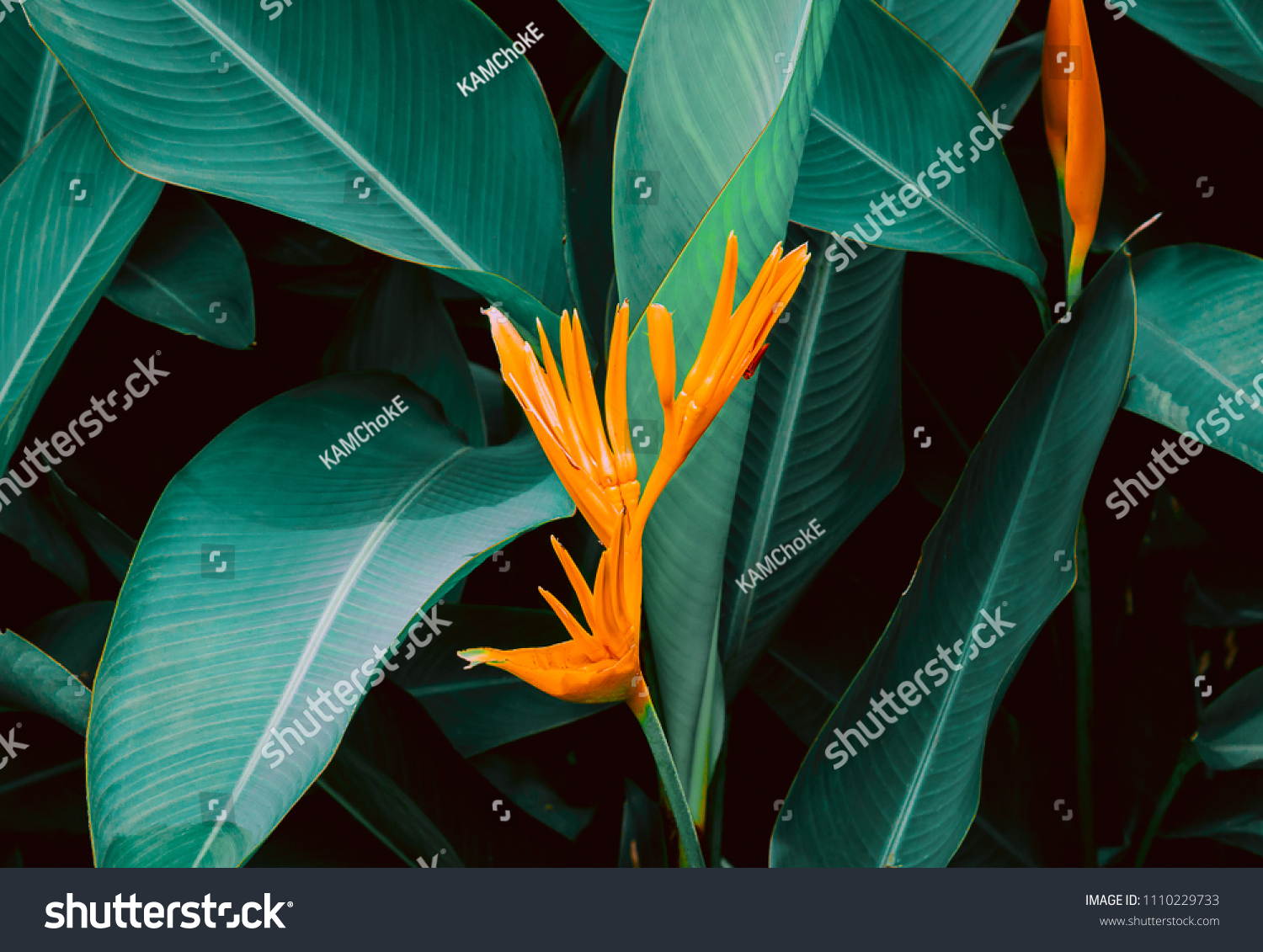 Flower with dark green leaf in tropical jungle nature background #1110229733