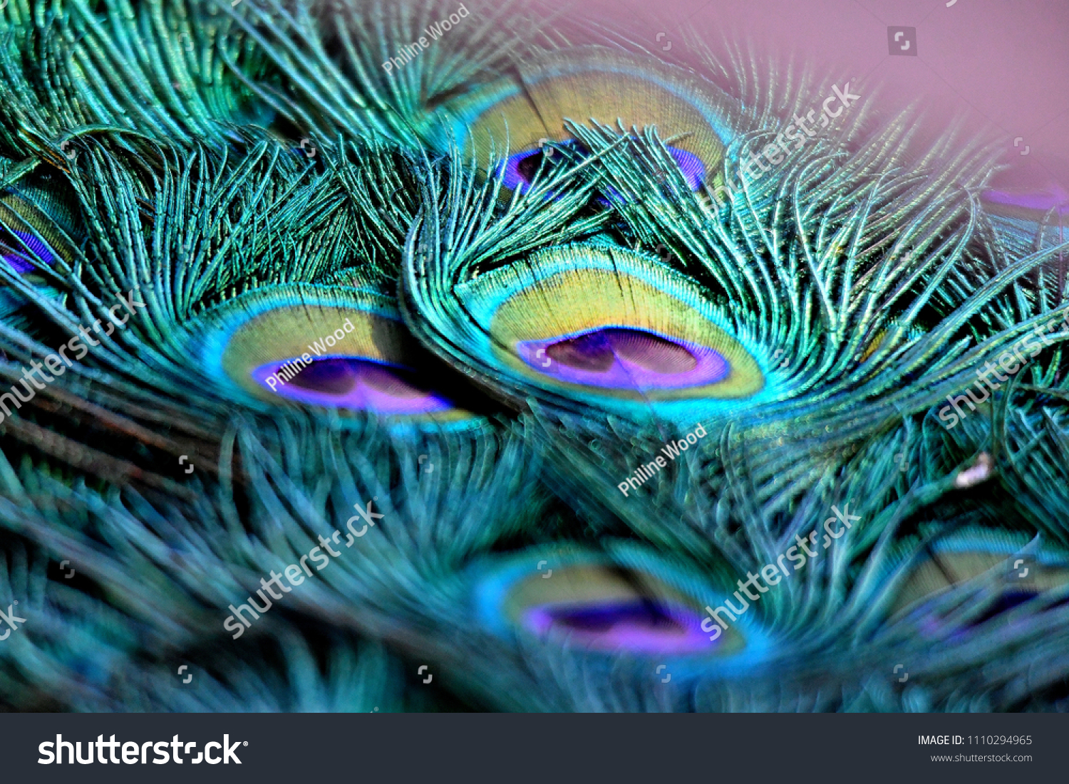beautiful peacock feathers #1110294965