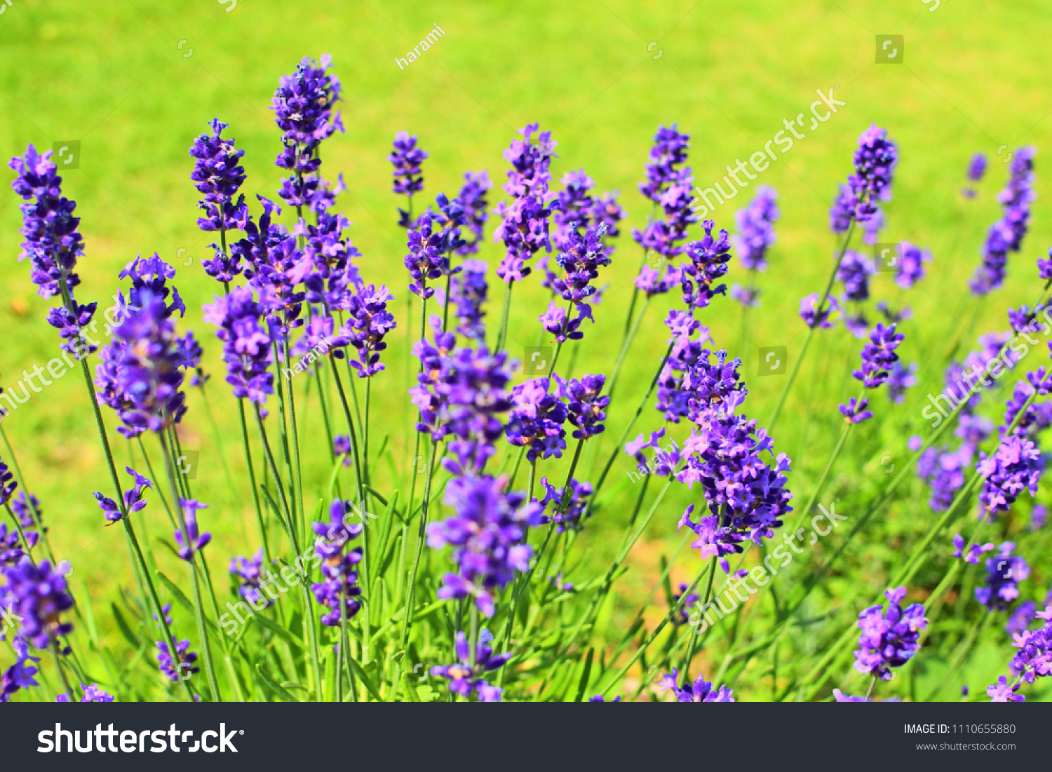 Purple lavender flowers in the garden #1110655880