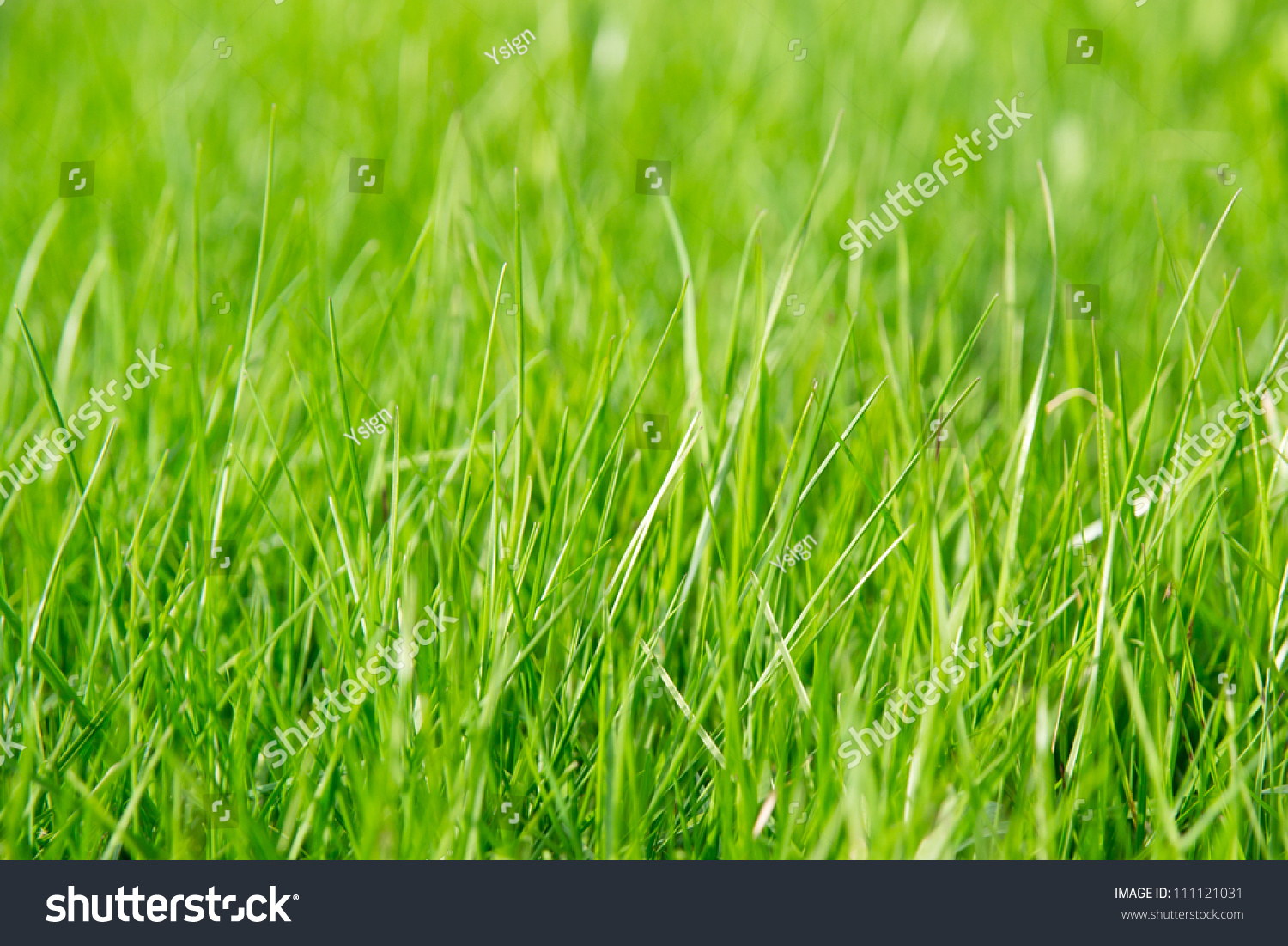 green grass in the summertime #111121031