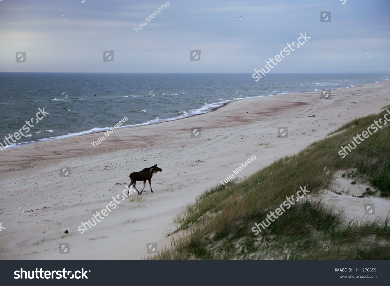 Wild moose on the beach in Nida (Lithuania, the Baltic Sea, the Curonian Spit). Rest in the north of Europe. Walk on the sand. Summer landscape. #1111276559