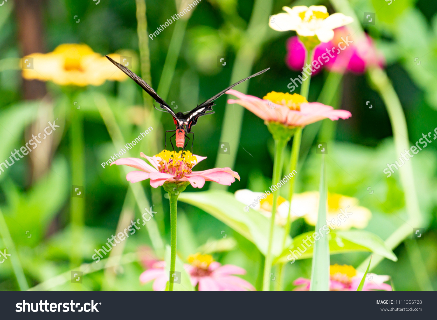 Colorful zinnia flowers,Butterfly drinking nectar from zinnia flowers on the spring morning,Thailand #1111356728