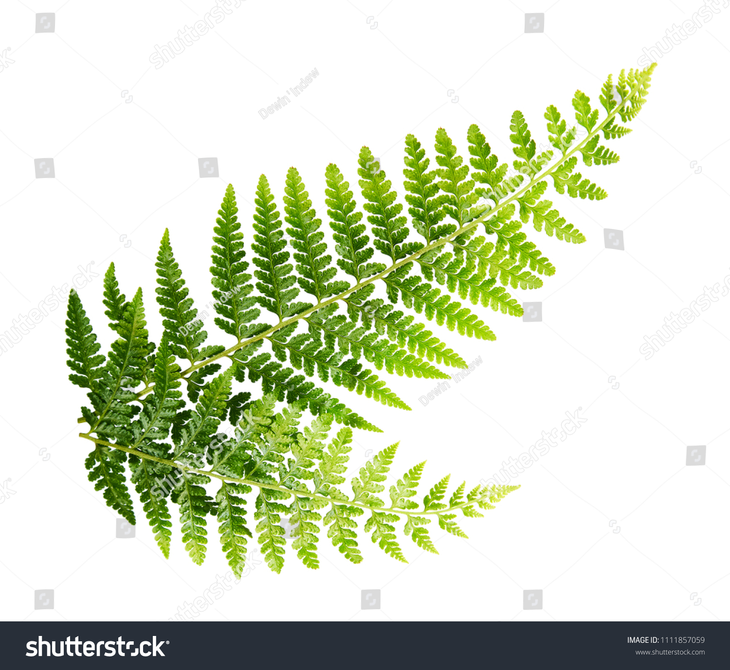 Fern leaf, Ornamental foliage, Fern isolated on white background, with clipping path #1111857059