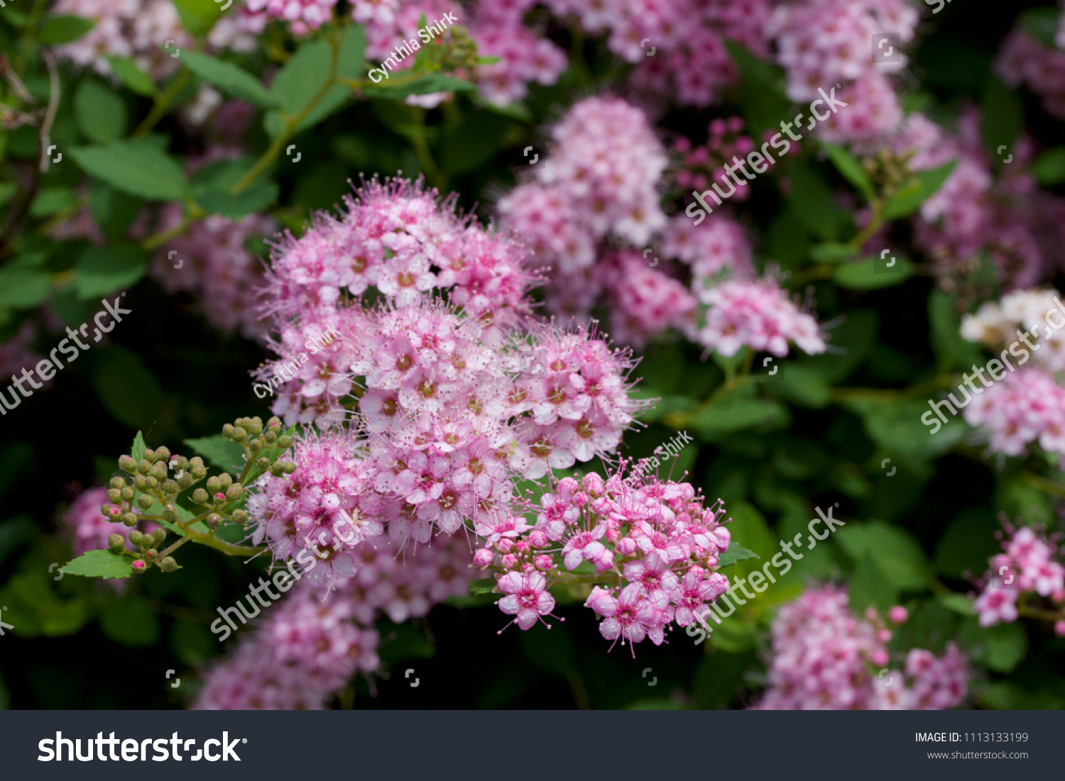 Close up macro view of newly blossoming tiny bright pink compact spirea (Spiraea) flower clusters #1113133199