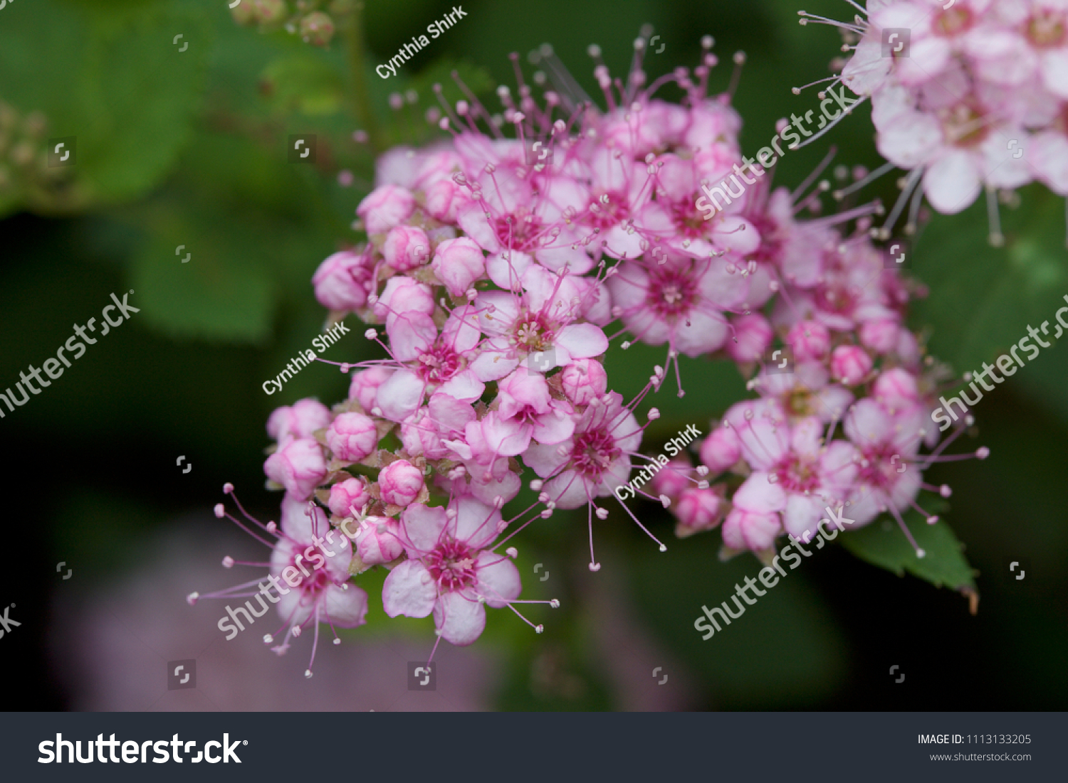 Close up macro view of newly blossoming tiny bright pink compact spirea (Spiraea) flower clusters #1113133205