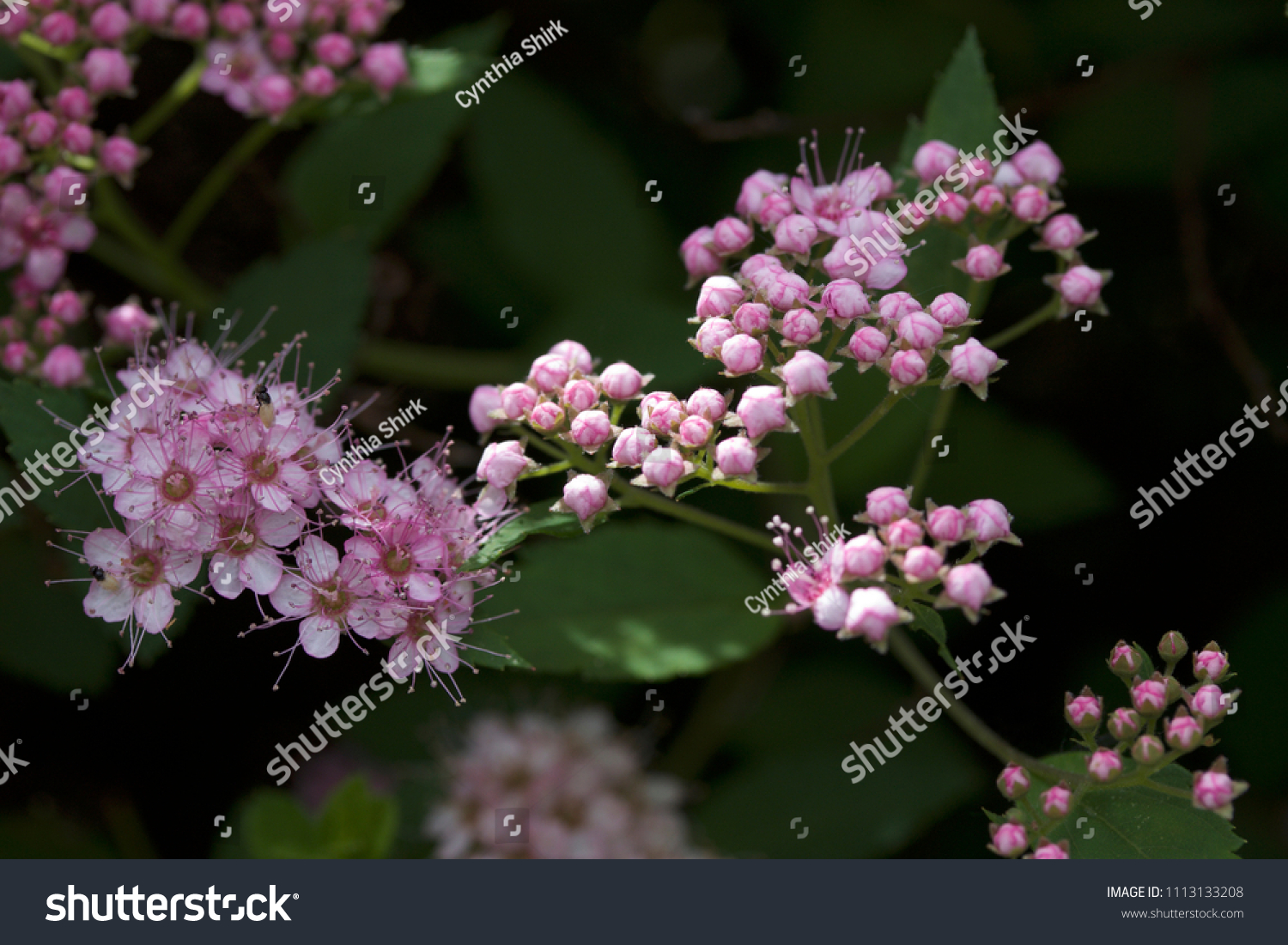 Close up macro view of newly blossoming tiny bright pink compact spirea (Spiraea) flower clusters #1113133208