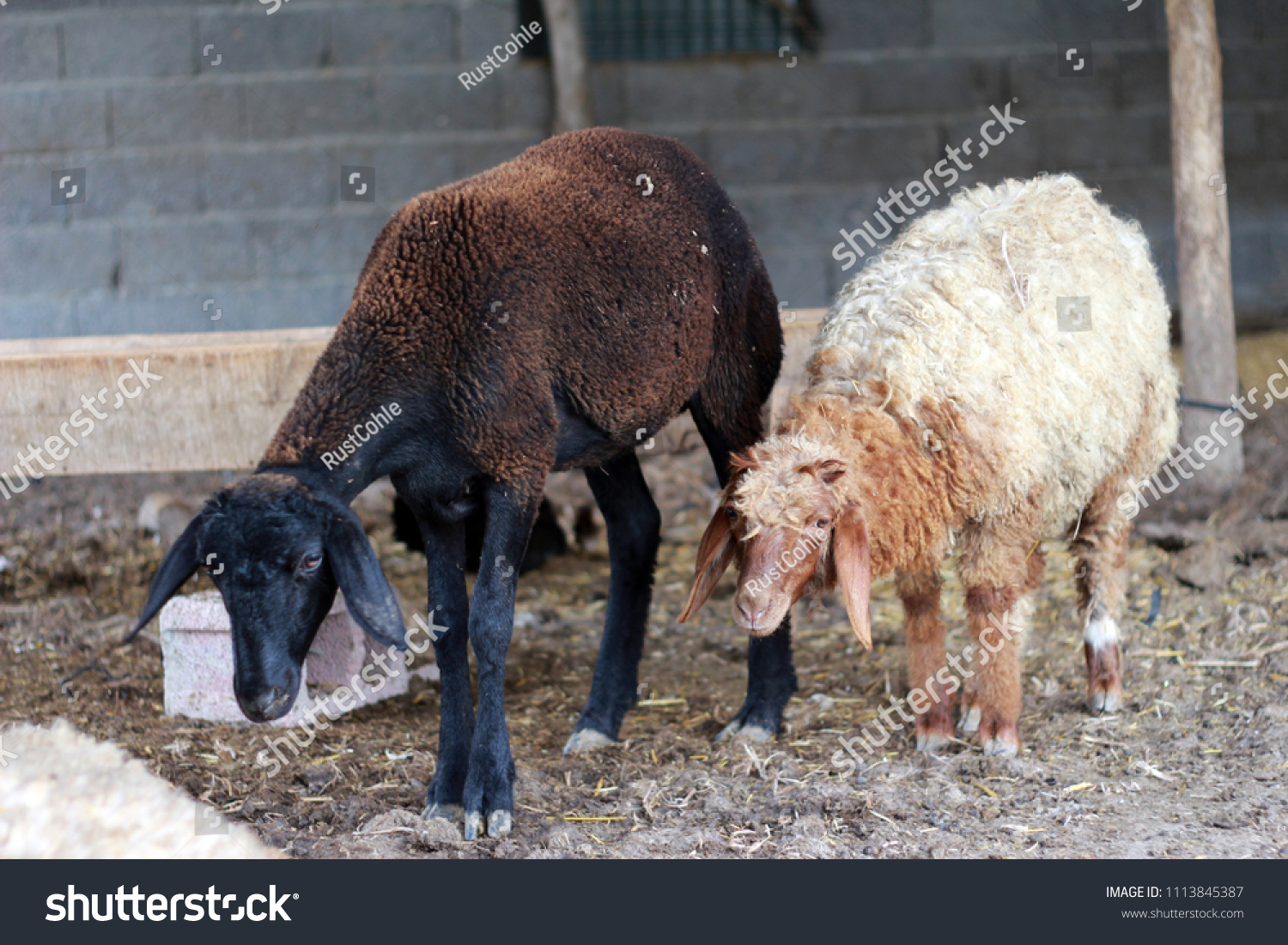 Sheep for the Feast of Sacrifice. (Kurban Bayrami)sacrifice holiday. Turkey. #1113845387