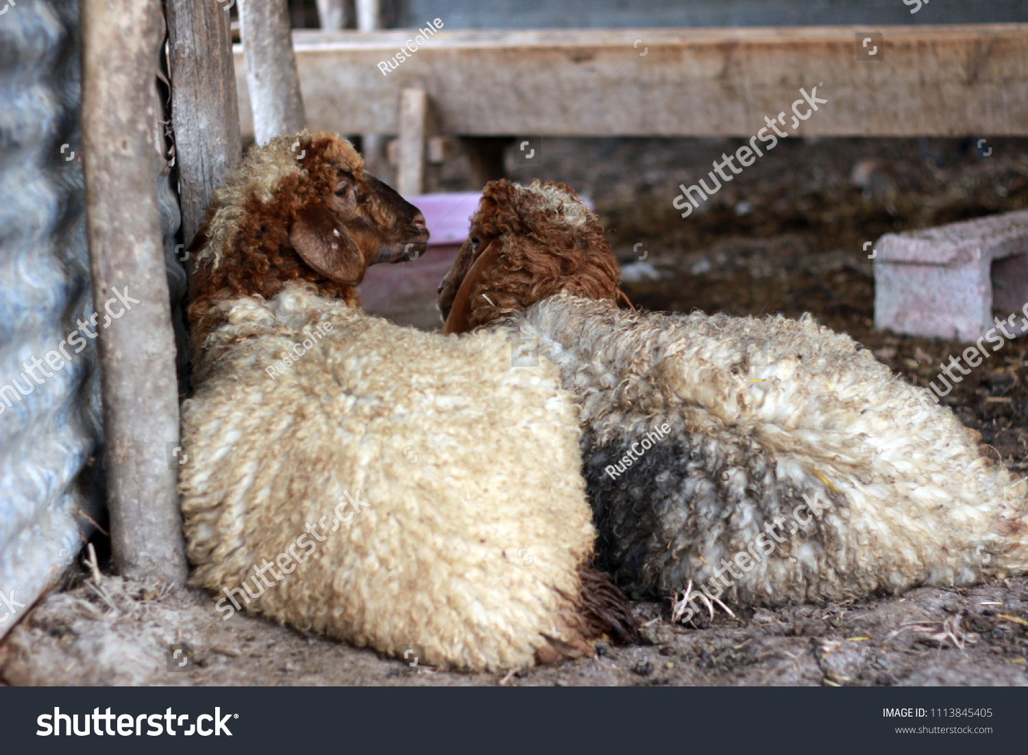 Sheep for the Feast of Sacrifice. (Kurban Bayrami)sacrifice holiday. Turkey. #1113845405