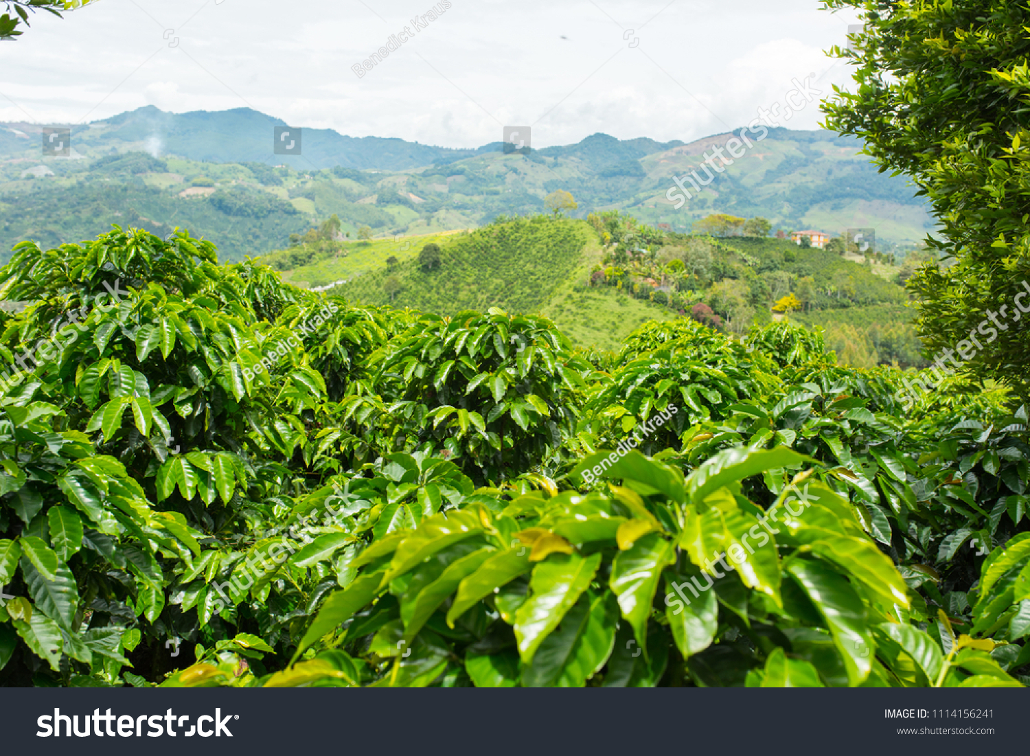 Beautiful coffee plantation in Jerico, Colombia in the state of Antioquia. #1114156241