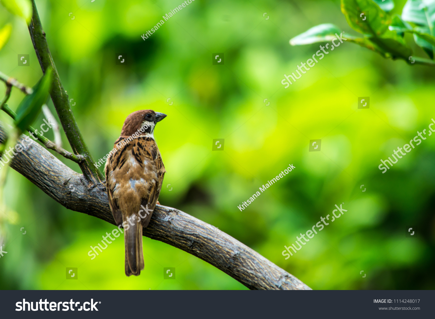 Sparrow on the tree #1114248017