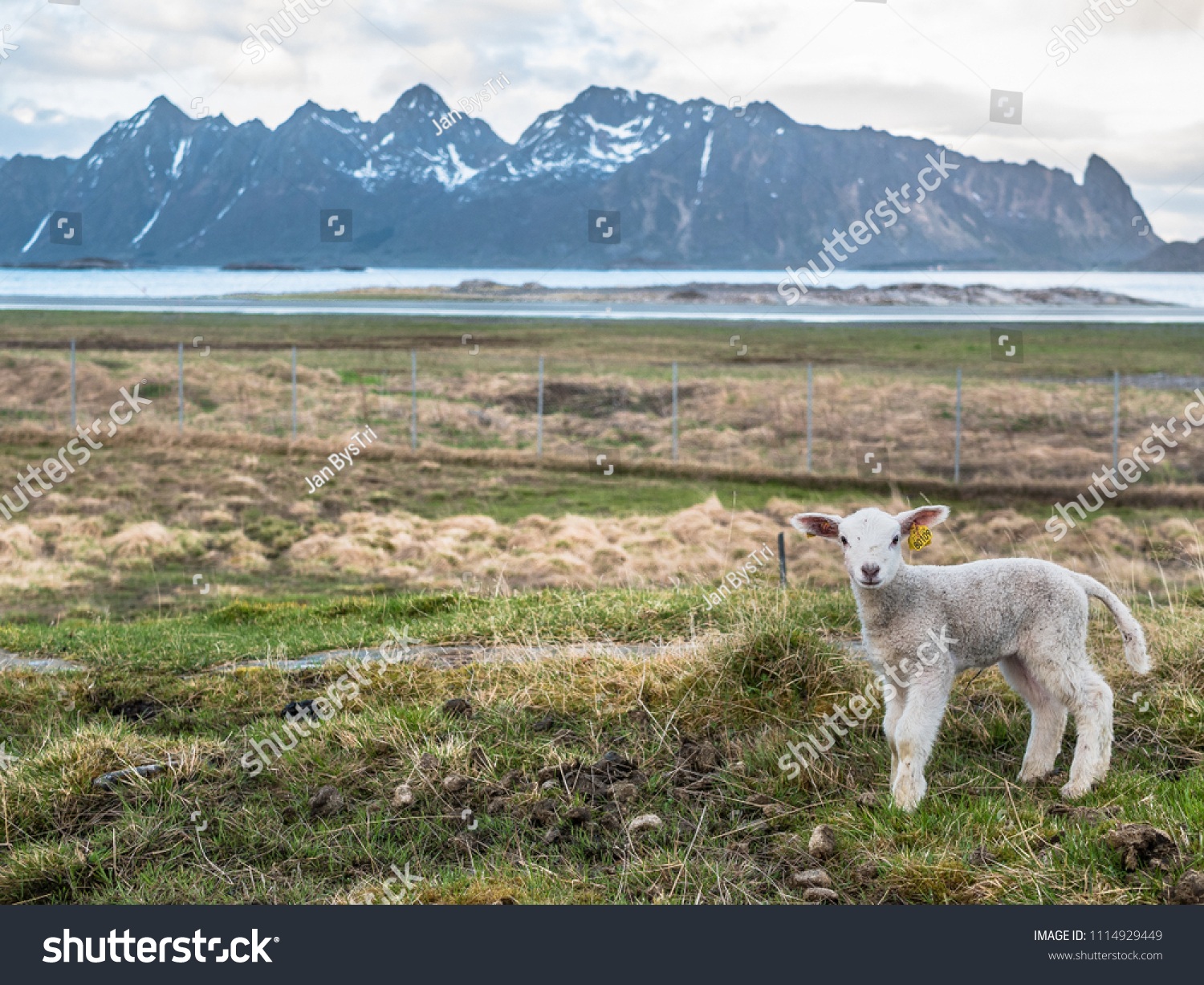 Sheep on Lofoten #1114929449
