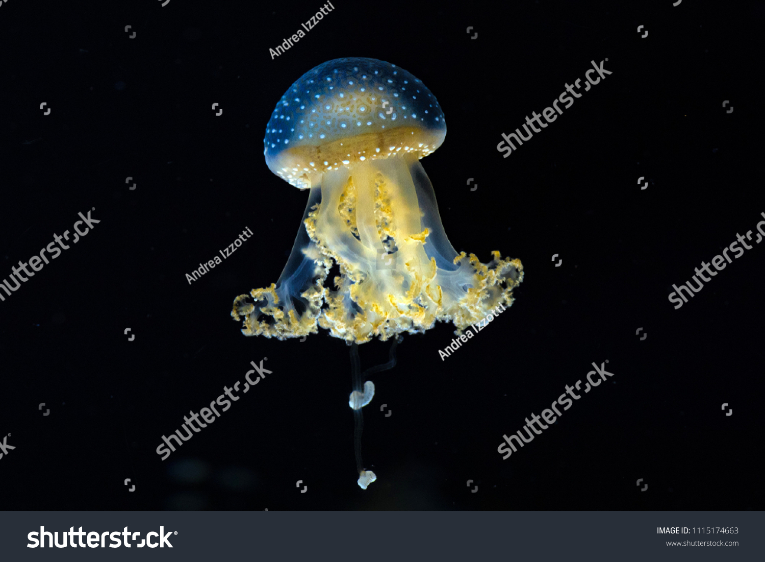 jellyfish isolated on black background #1115174663