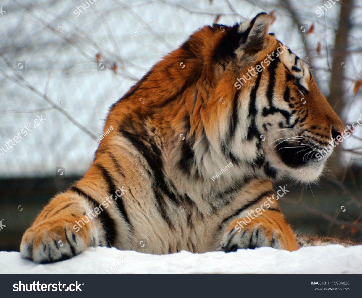 Tiger close up: The tiger (Panthera tigris) is the largest cat species. It is the third largest land carnivore (behind only the polar bear and the brown bear). #1115984828