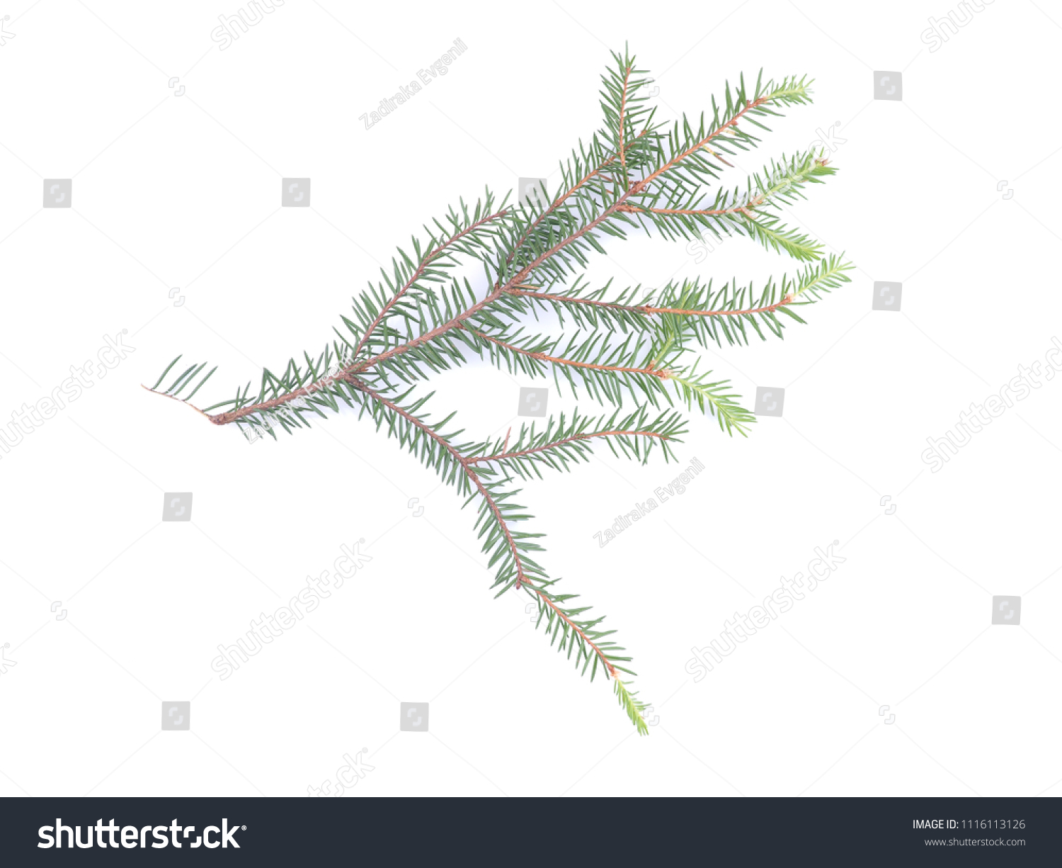 branch of spruce on a white background #1116113126