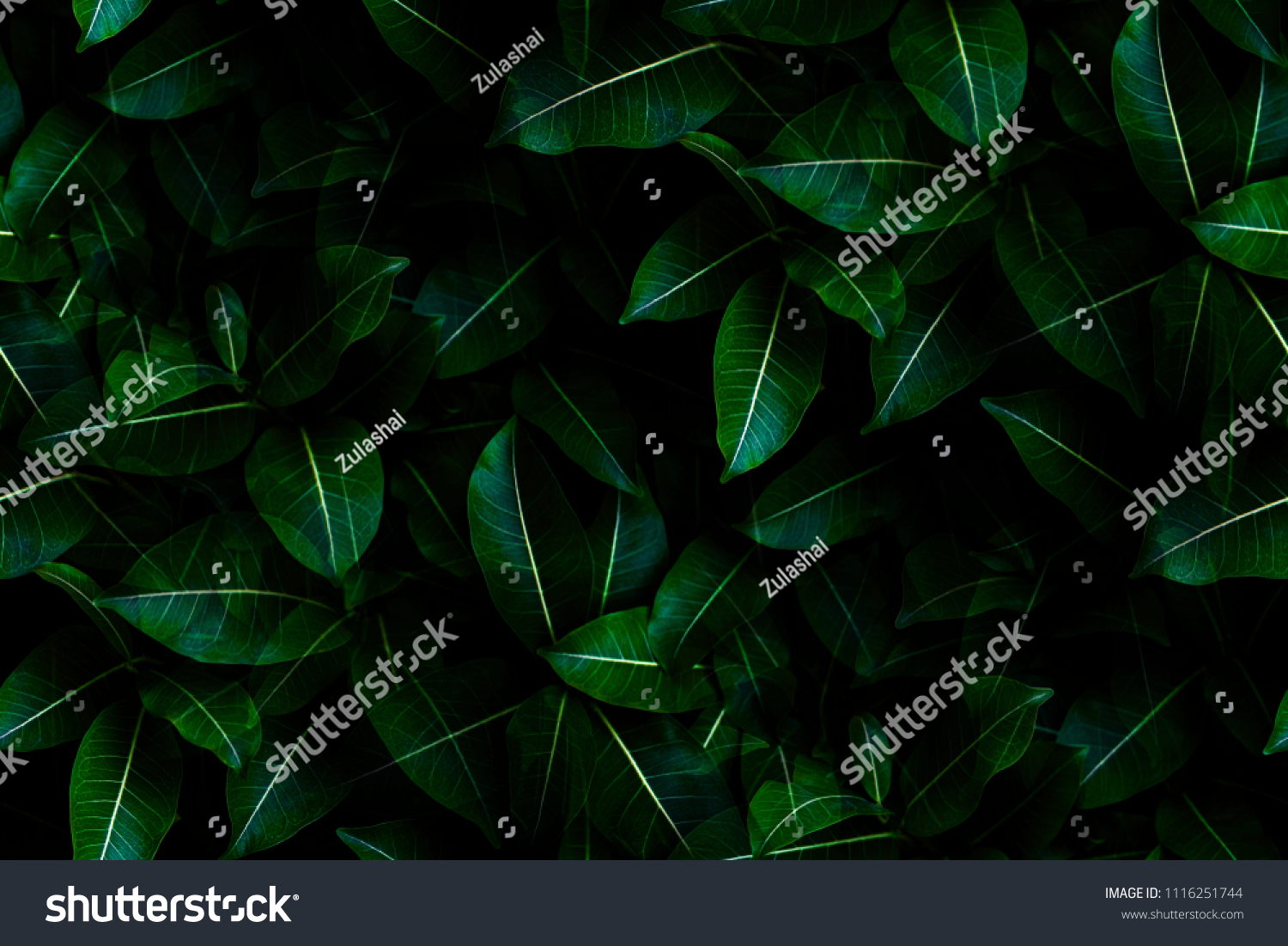 Shape and pattern of freshness green leaves for the natural background and wallpaper #1116251744