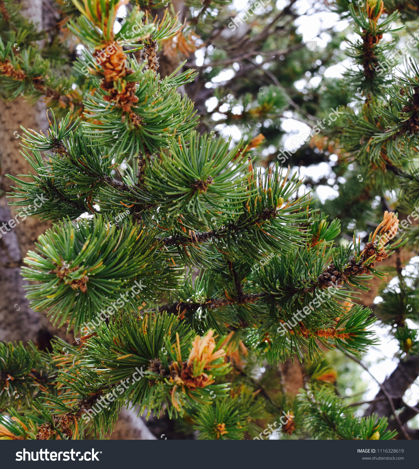 Pine Needles and Pine Cones #1116328619