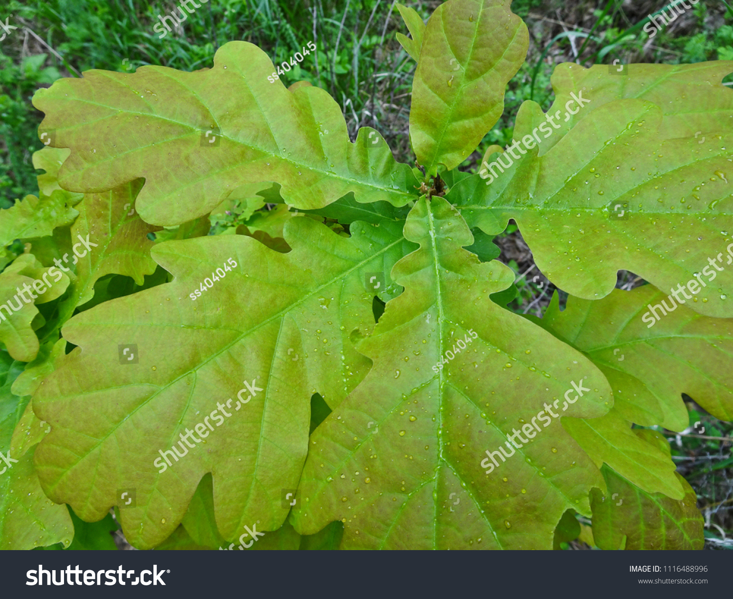 Texture: oak leaves #1116488996