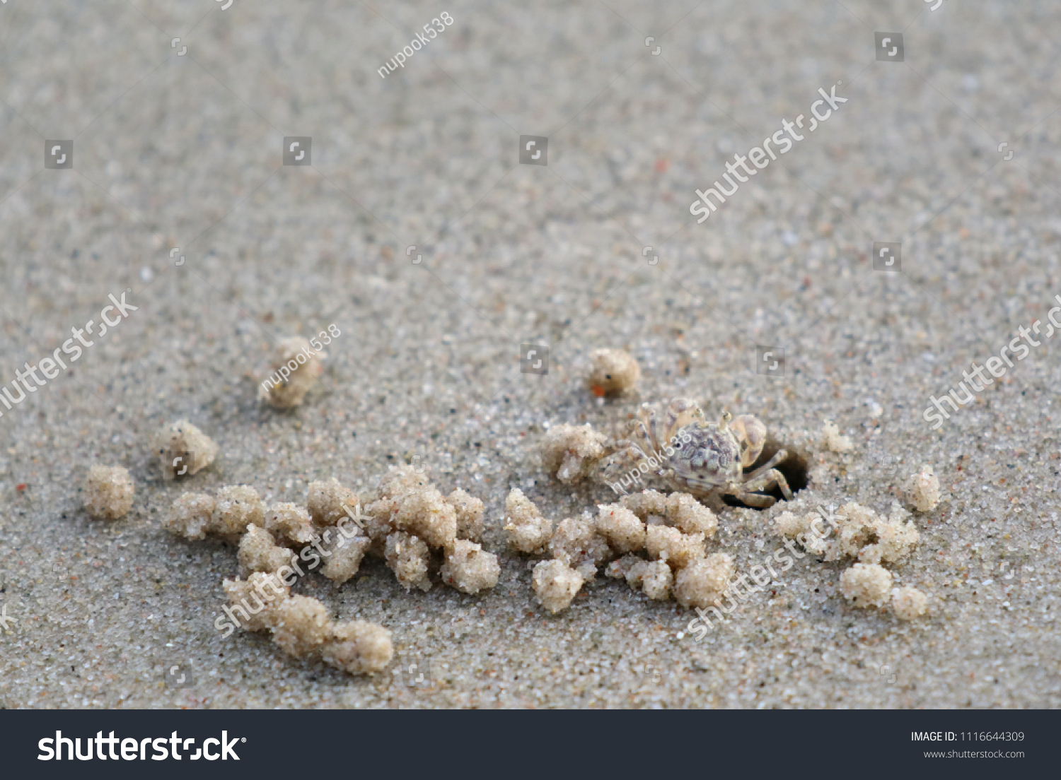 Ghost crab, build a House on the beach. Ghost Crab habitat on sand. Animal concept. #1116644309