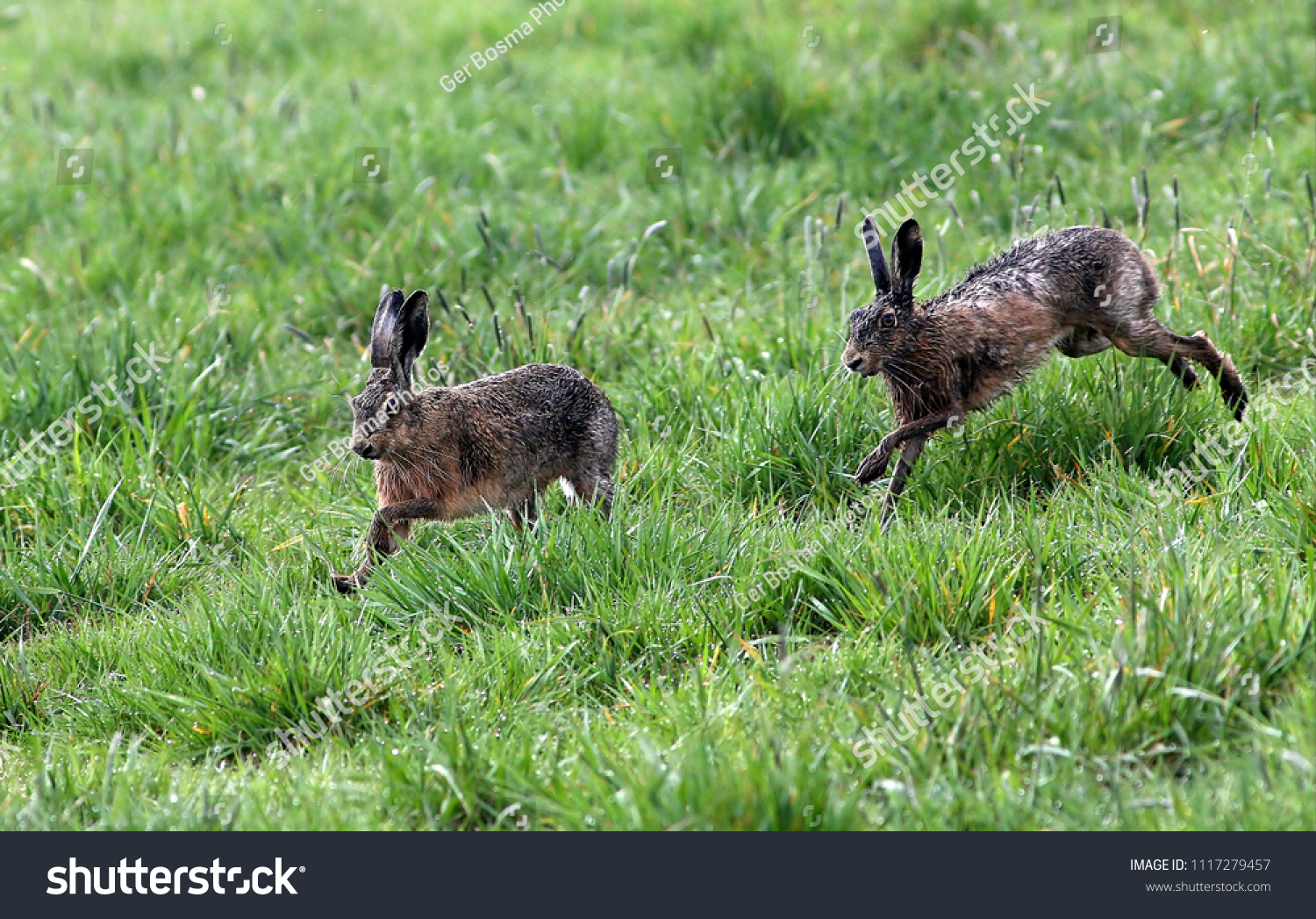 Fast running European brown Hares (Lepus europaeus), female chased by a male. #1117279457