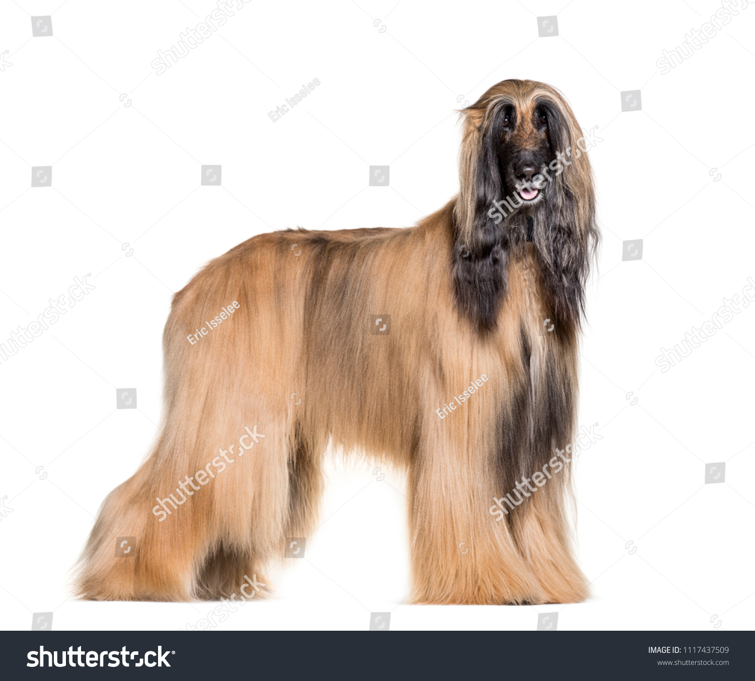 Afghan hound standing against white background #1117437509