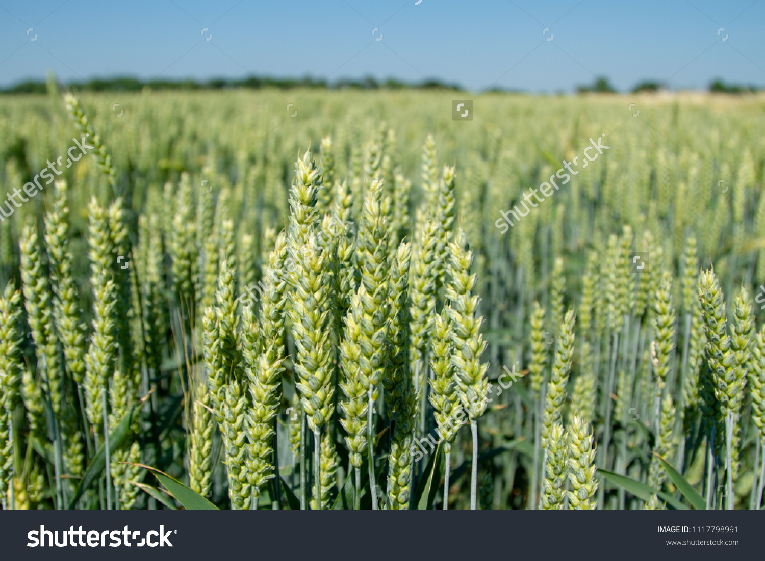 Magnificent ears of elite barley in the field. Advertising of fertilizers for farmers, agro-companies and agro-holdings. #1117798991