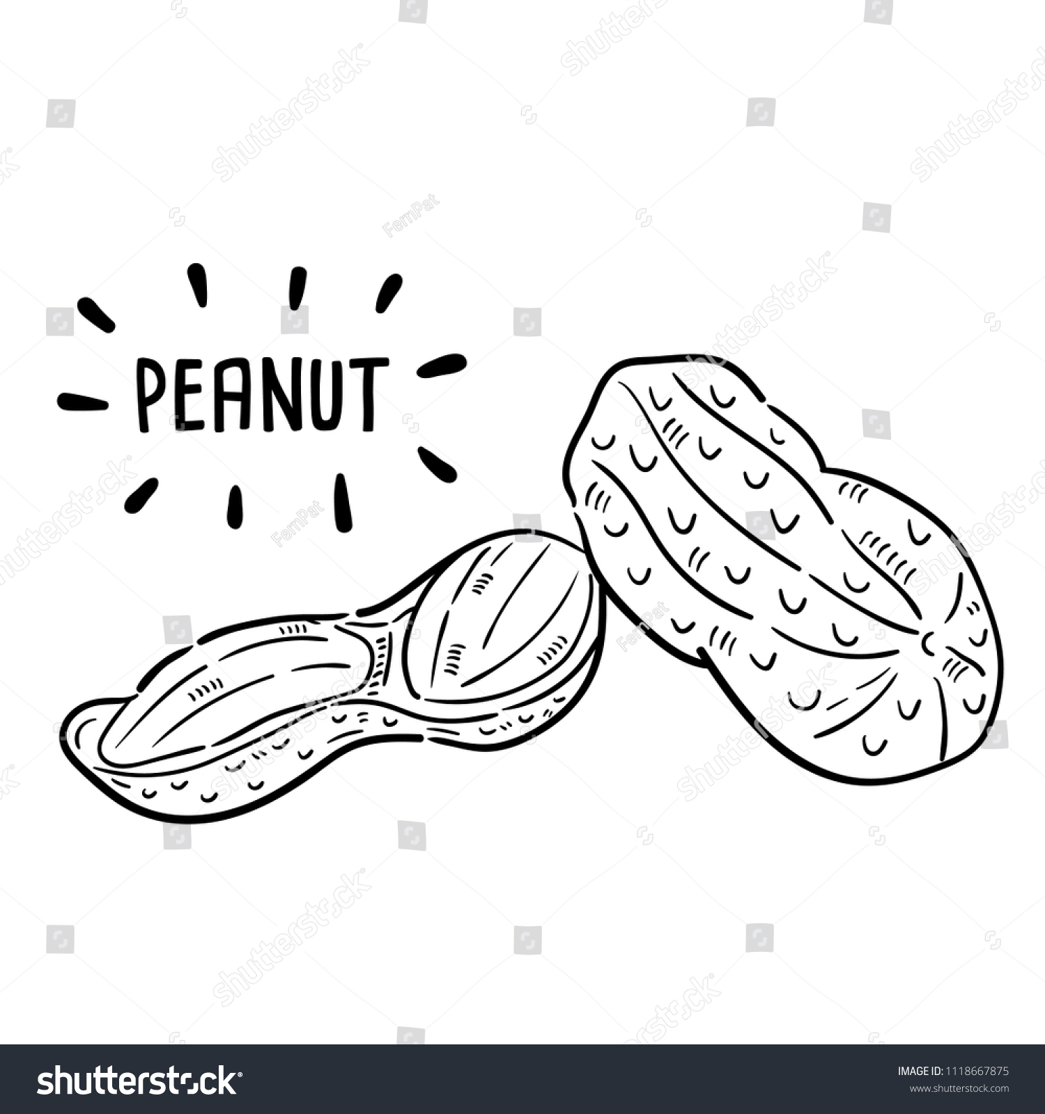 Hand drawn illustration of peanut. - Royalty Free Stock Vector ...