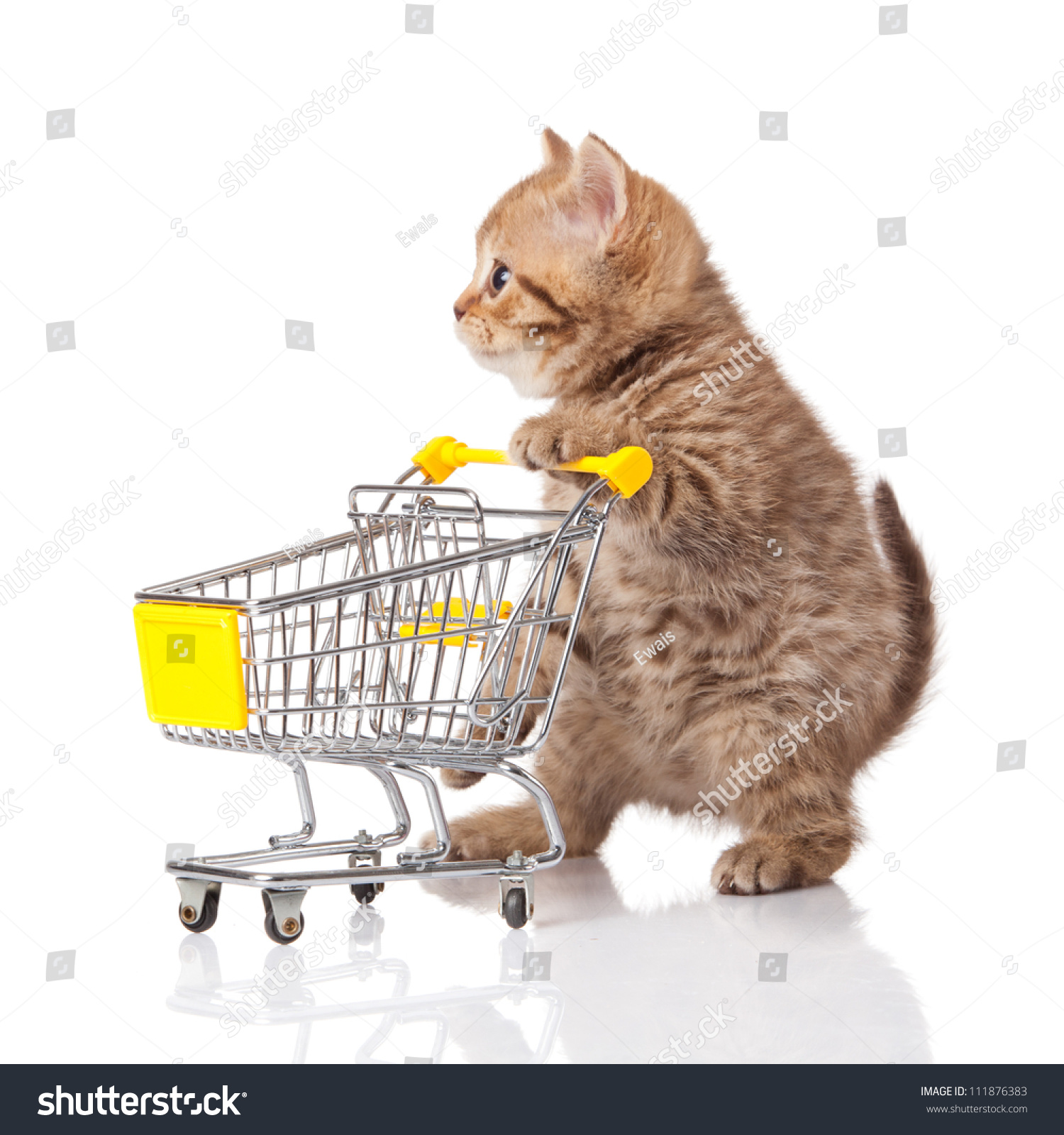british cat with shopping cart isolated on white. kitten osolated #111876383