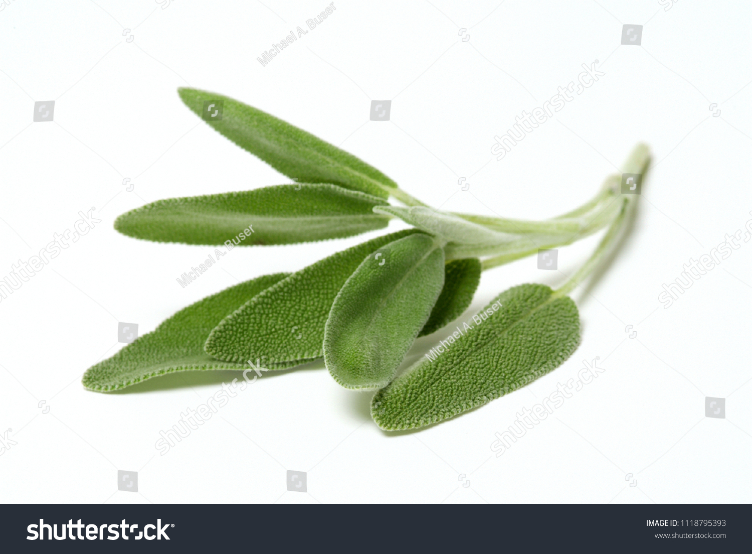Sage leafs isolated #1118795393