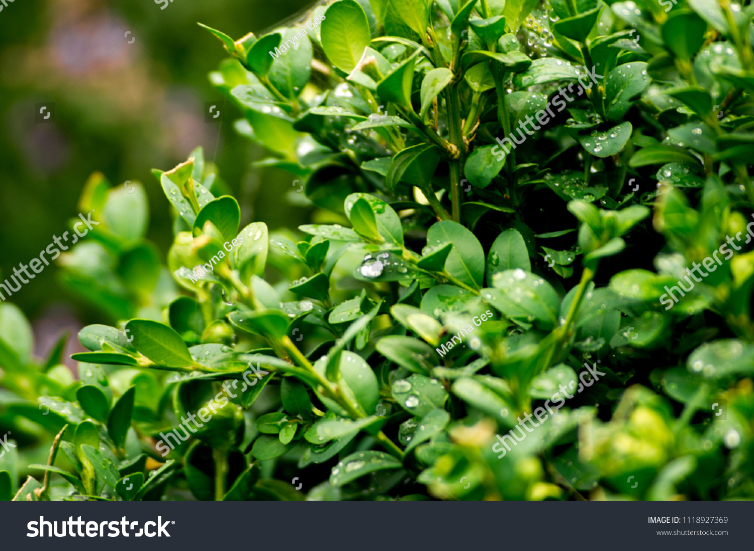 Green bush foliage with deep dark shadows #1118927369