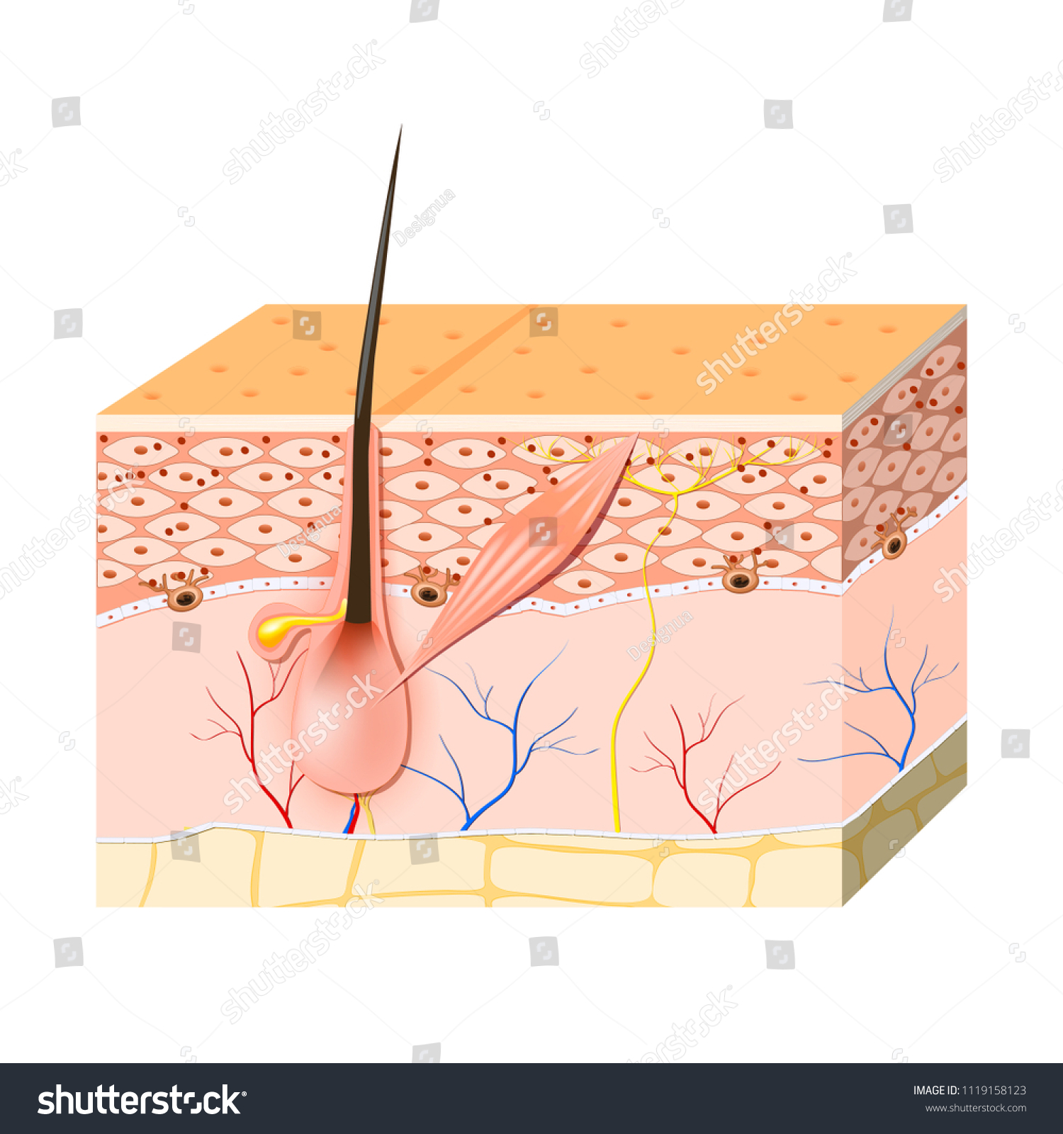 skin cells. Melanin, and melanocyte. Healthy - Royalty Free Stock Photo ...