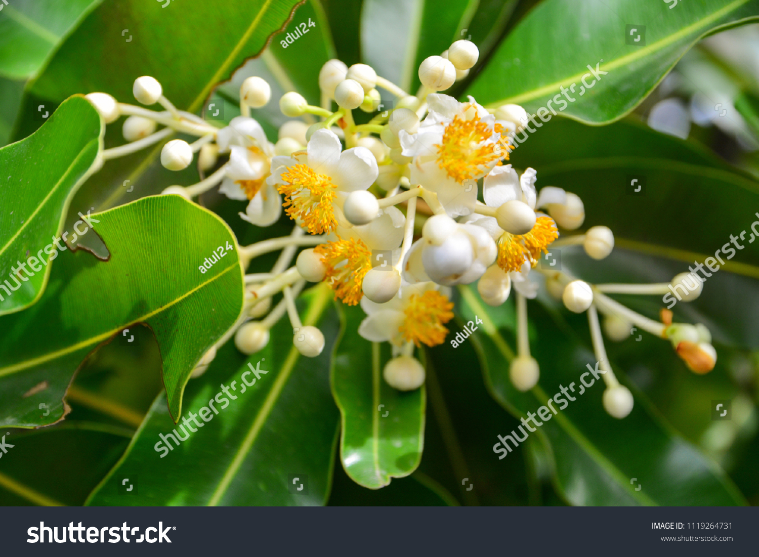Alexandrian Laurel flower. (Calophyllum inophyllum) #1119264731