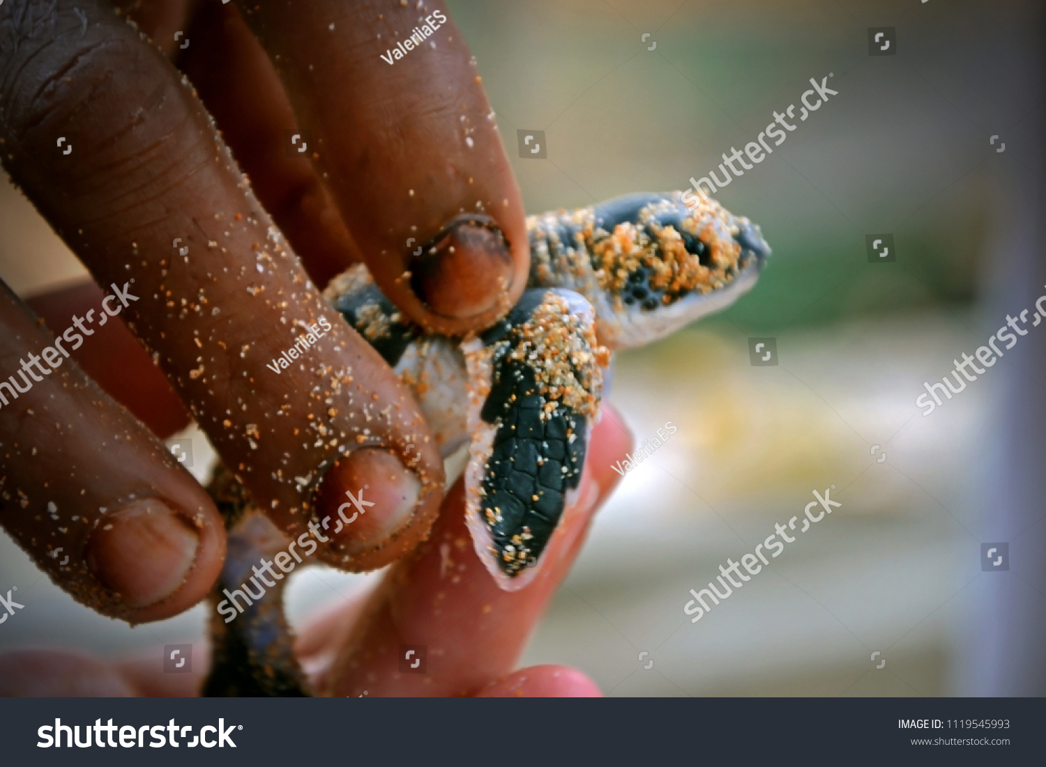 The fingers of a black and white man hold a baby turtle. Humans hands and newborn turtle in the Sea Turtles Conservation Research Project in Bentota, Sri Lanka. saving animals, trusting people
 #1119545993