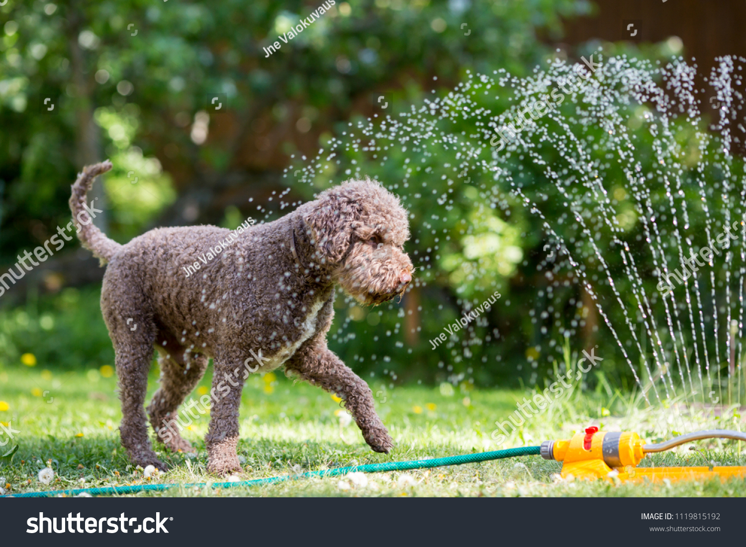 Brown dog is playing with a water sprinkler outdoors on a hot summer day. The dog is cooling itself. #1119815192