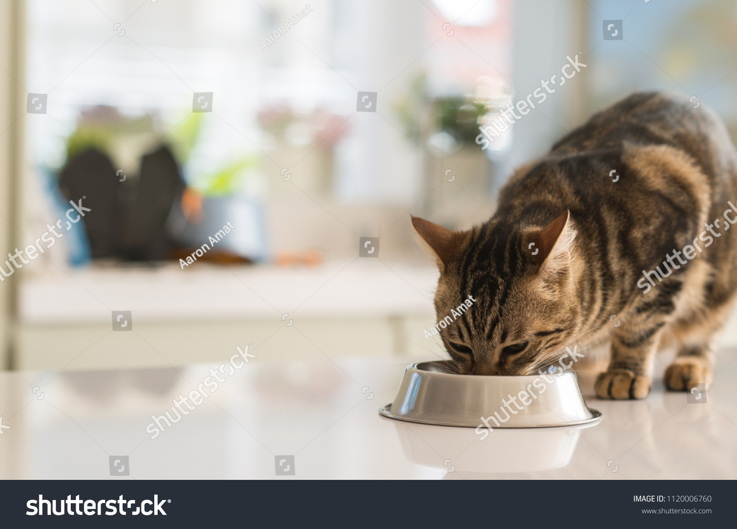 Beautiful feline cat eating on a metal bowl. Cute domestic animal. #1120006760