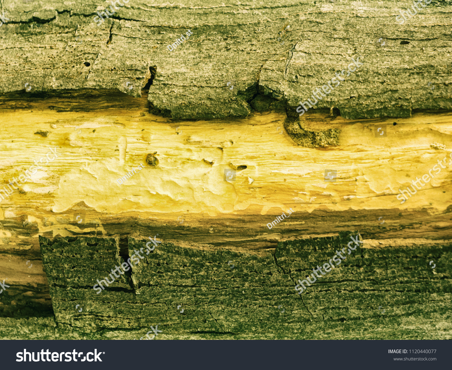 Texture of ebony. Wooden background #1120440077
