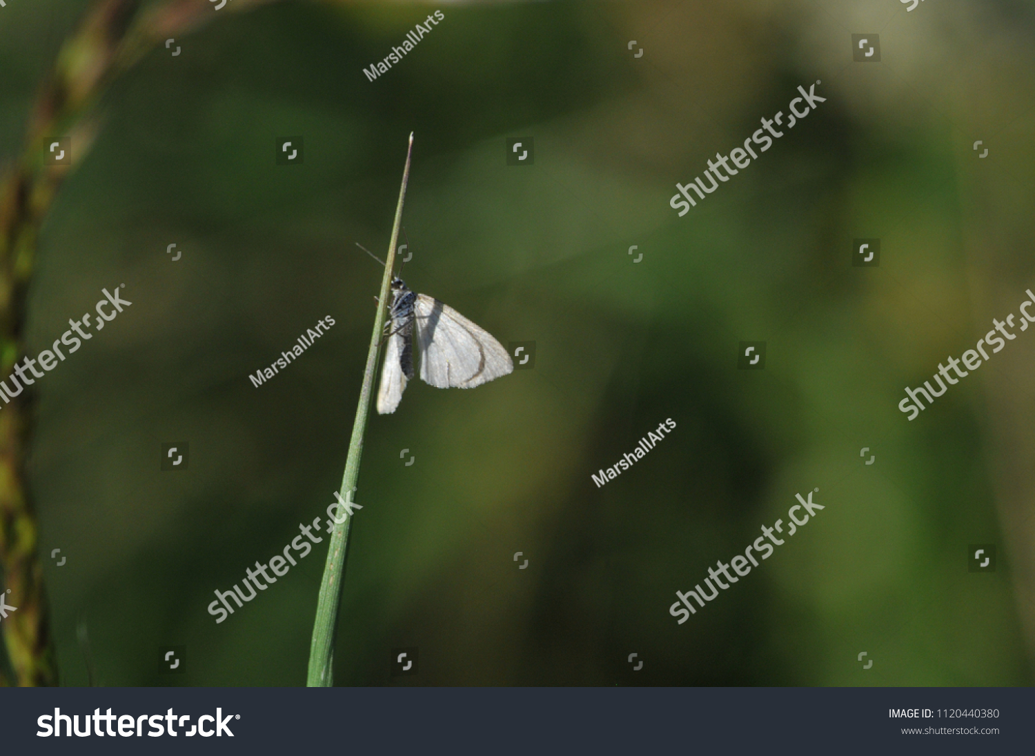 common white wave moth #1120440380