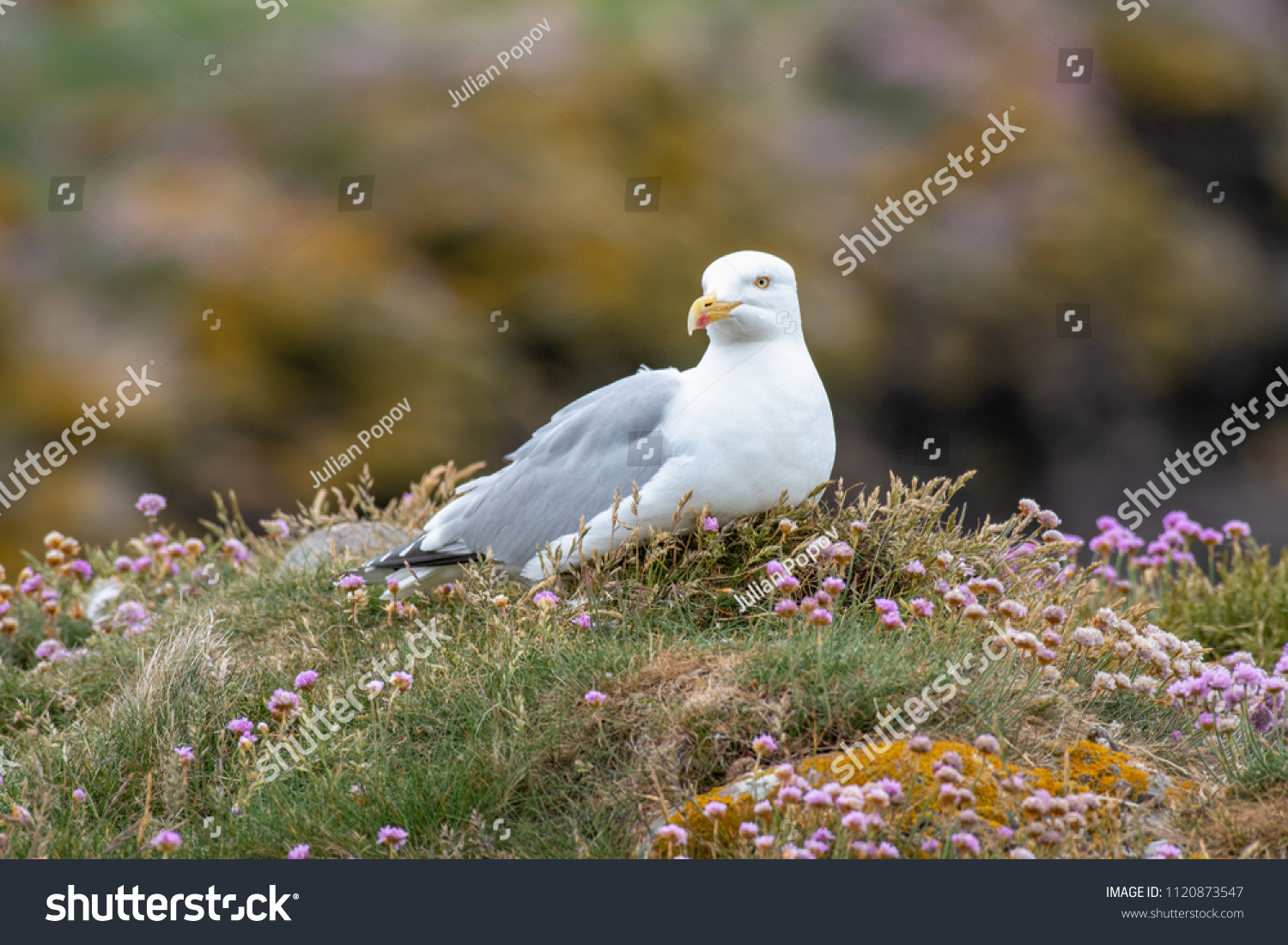 European Herring Gull is one of the best known of all gulls along the shores of Western Europe. #1120873547