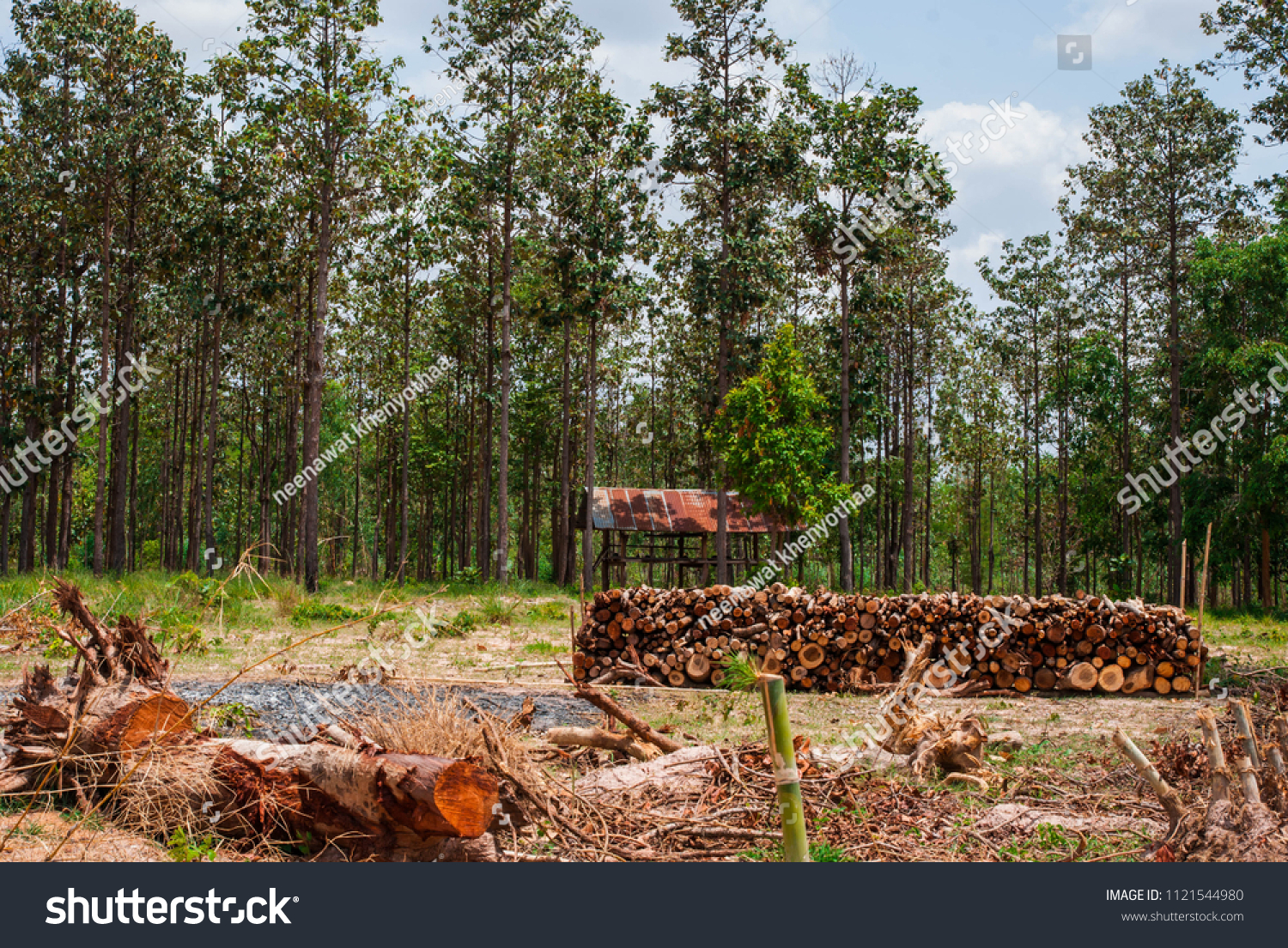Logging in deciduous dipterocarp forests for use in the salt industry.
 #1121544980