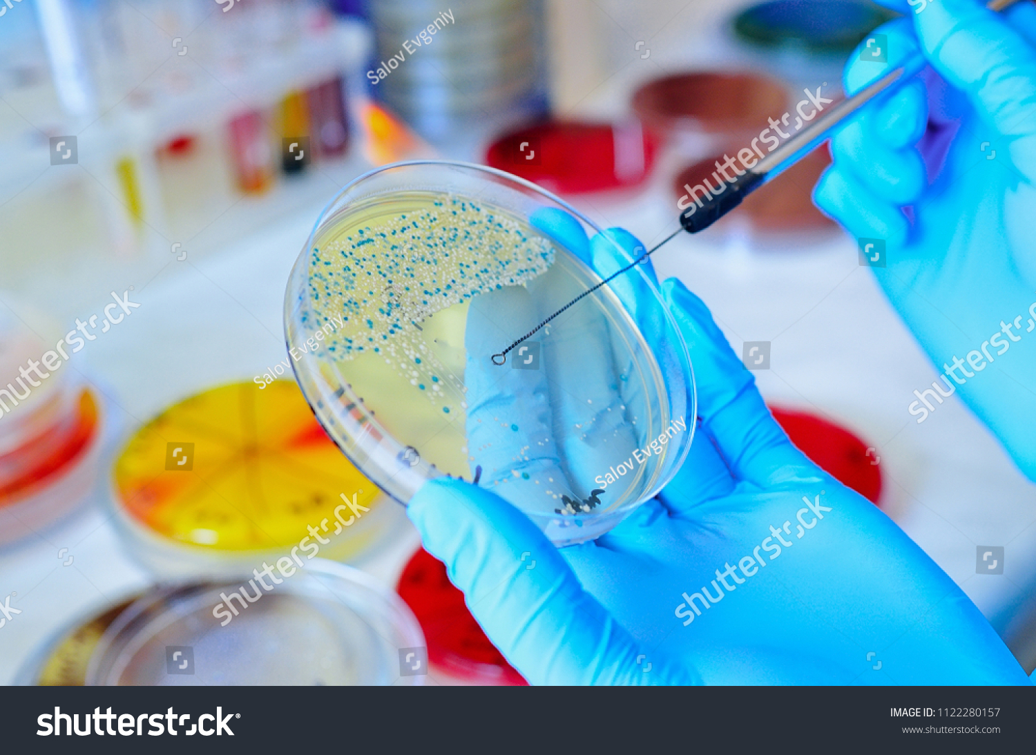 Petri dish. Microbiological laboratory. Mold and fungal cultures. Bacterial research #1122280157
