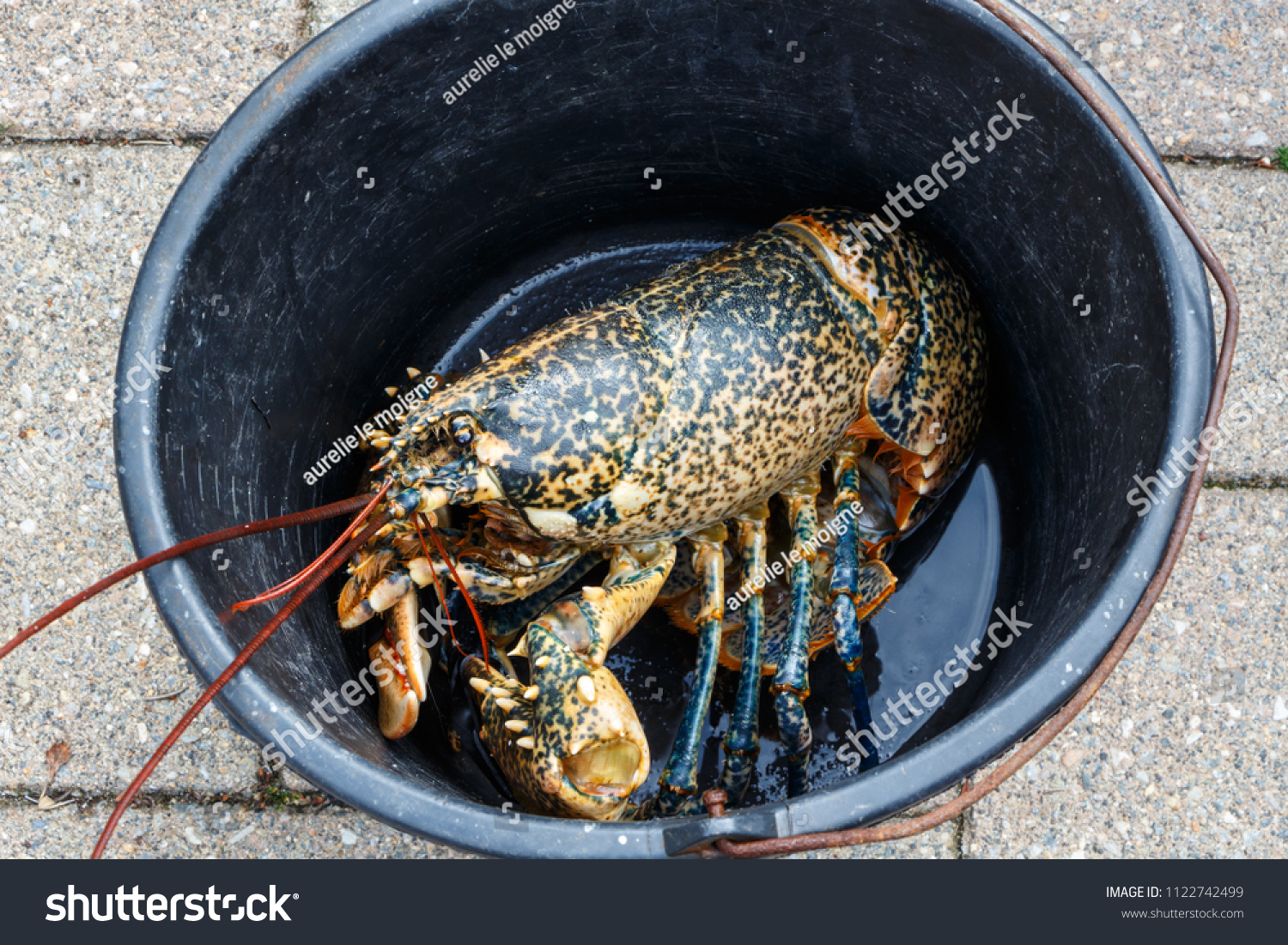Breton alive lobster in a bucket after fishing in Brittany #1122742499