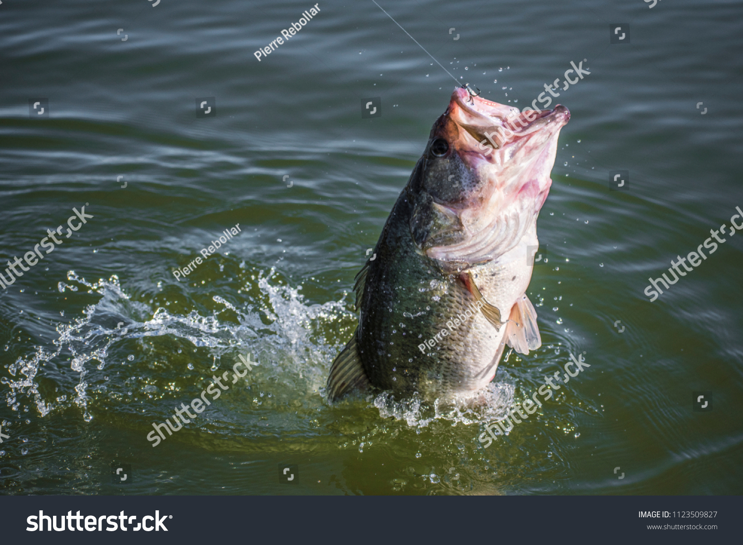 Big! Bass Fishing Splash  #1123509827
