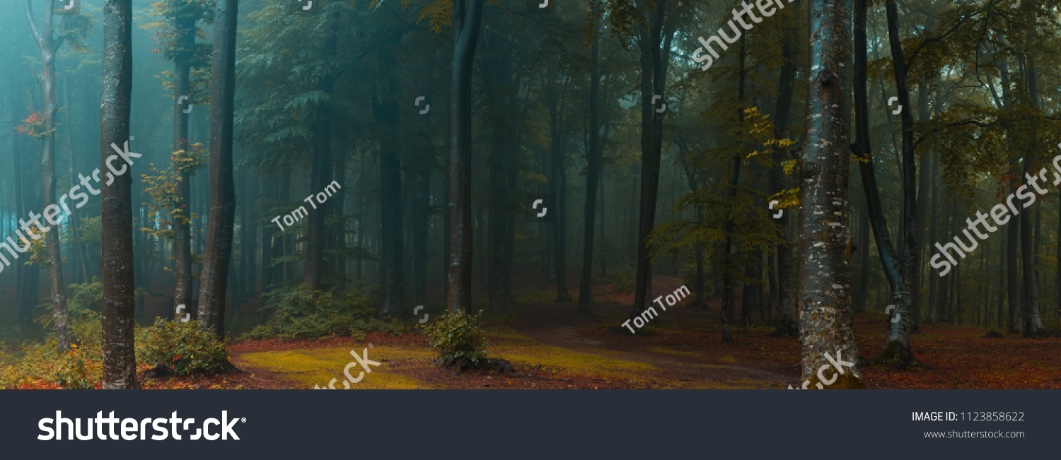 Panorama of foggy forest. Fairy tale spooky looking woods in a misty day. Cold foggy morning in horror forest #1123858622