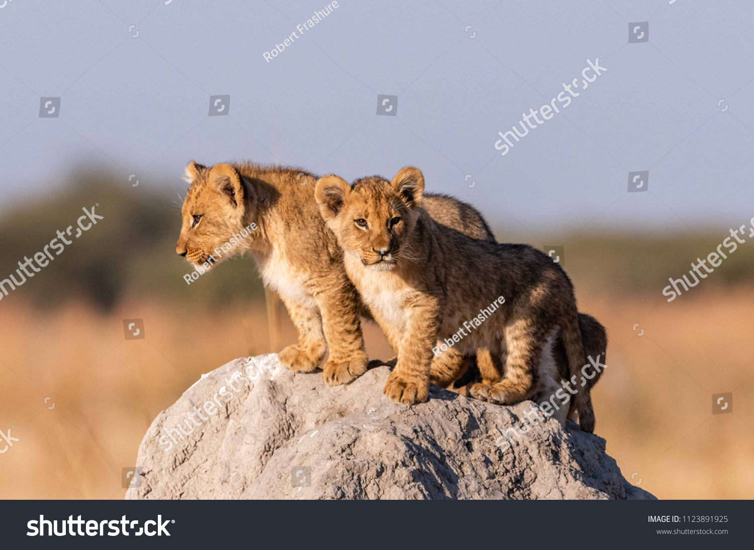 Lion Cubs in Botswana #1123891925