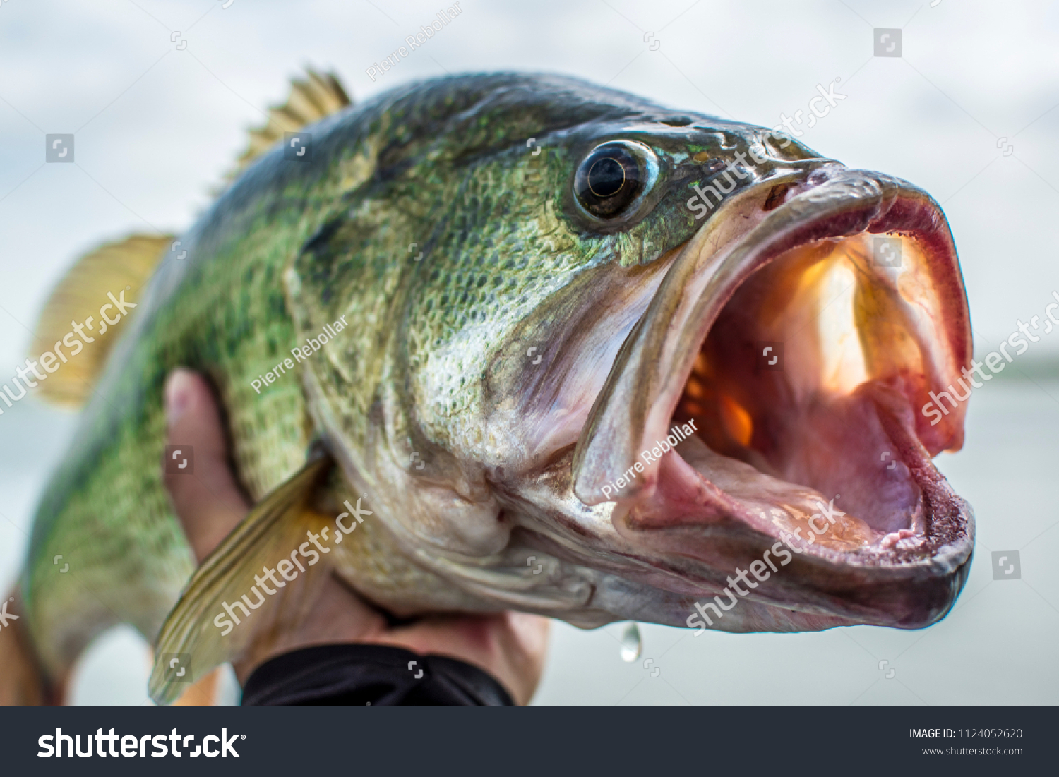 Big Bass Largemouth - Fishing #1124052620