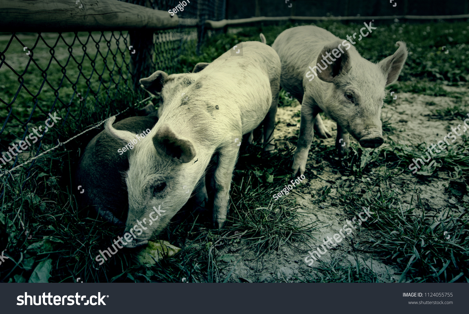 Small pigs on a farm, detail of mammals, wildlife #1124055755